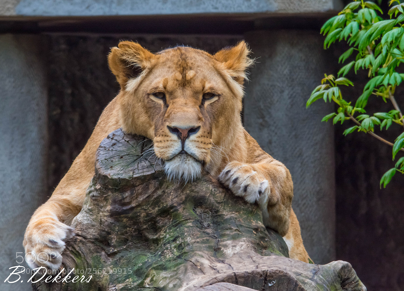 Nikon D7200 sample photo. Amsterdam zoo artis photography