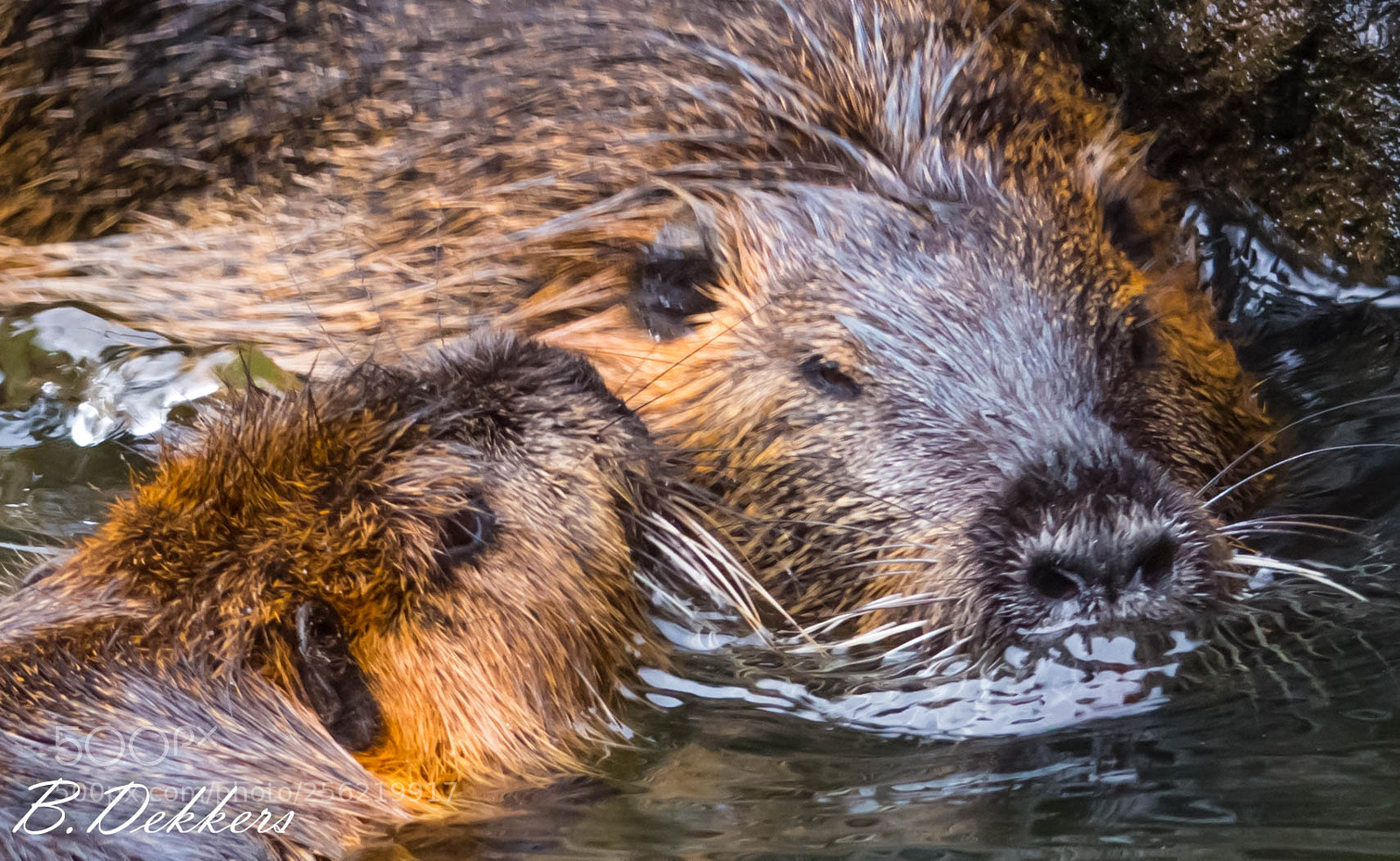 Nikon D7200 sample photo. Amsterdam zoo artis photography