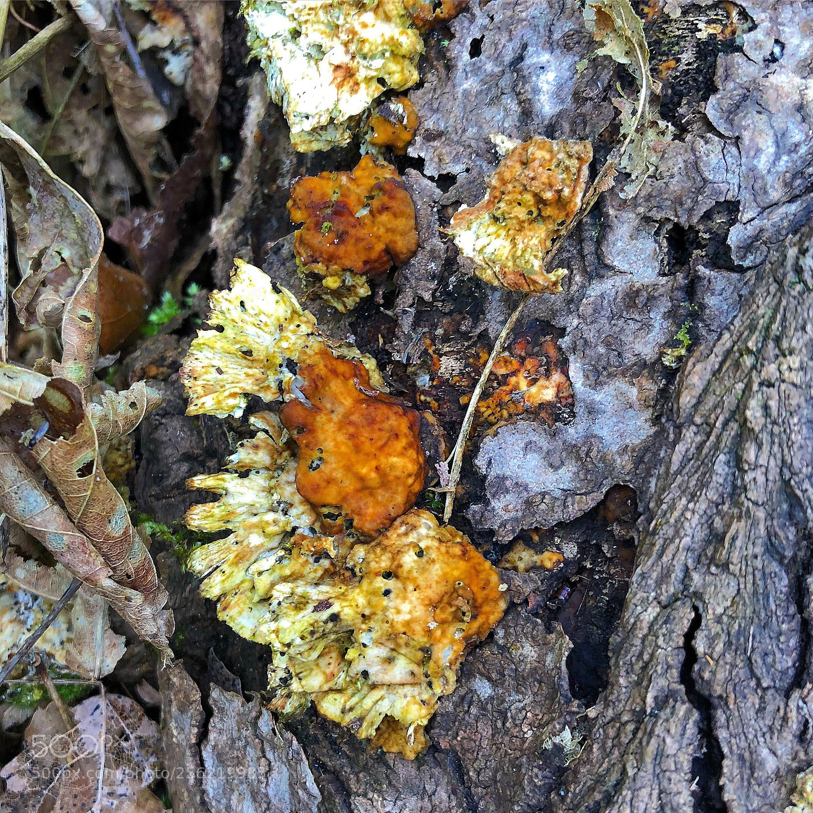 Apple iPhone 8 Plus sample photo. Mushrooms photography