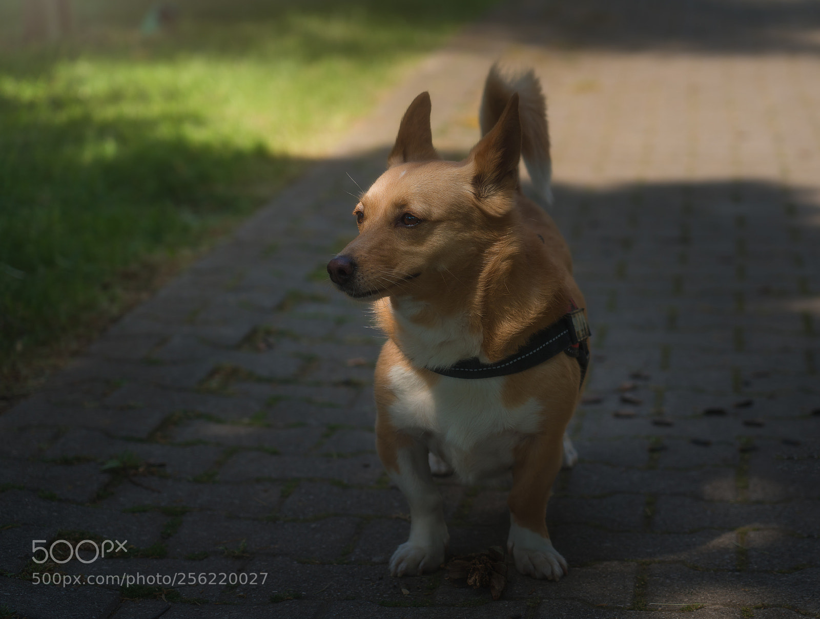 Sony a7R III sample photo. Sasha photography