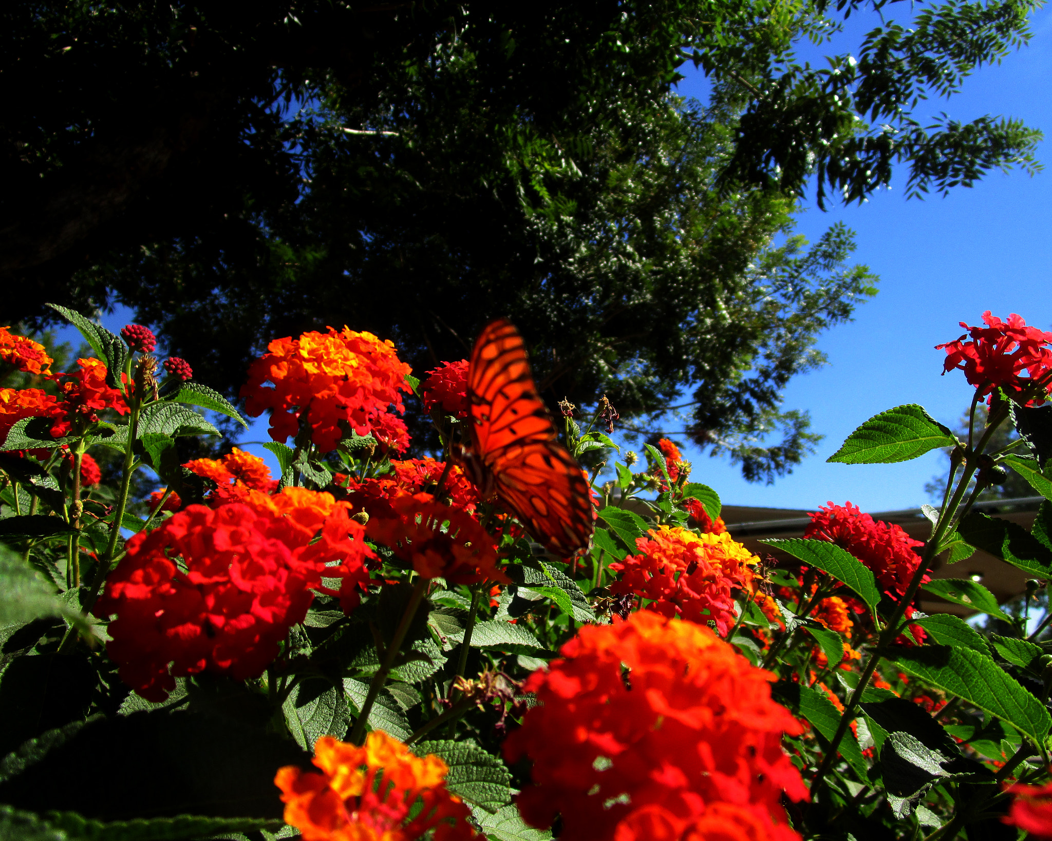 Canon PowerShot ELPH 150 IS (IXUS 155 / IXY 140) sample photo. Image photography