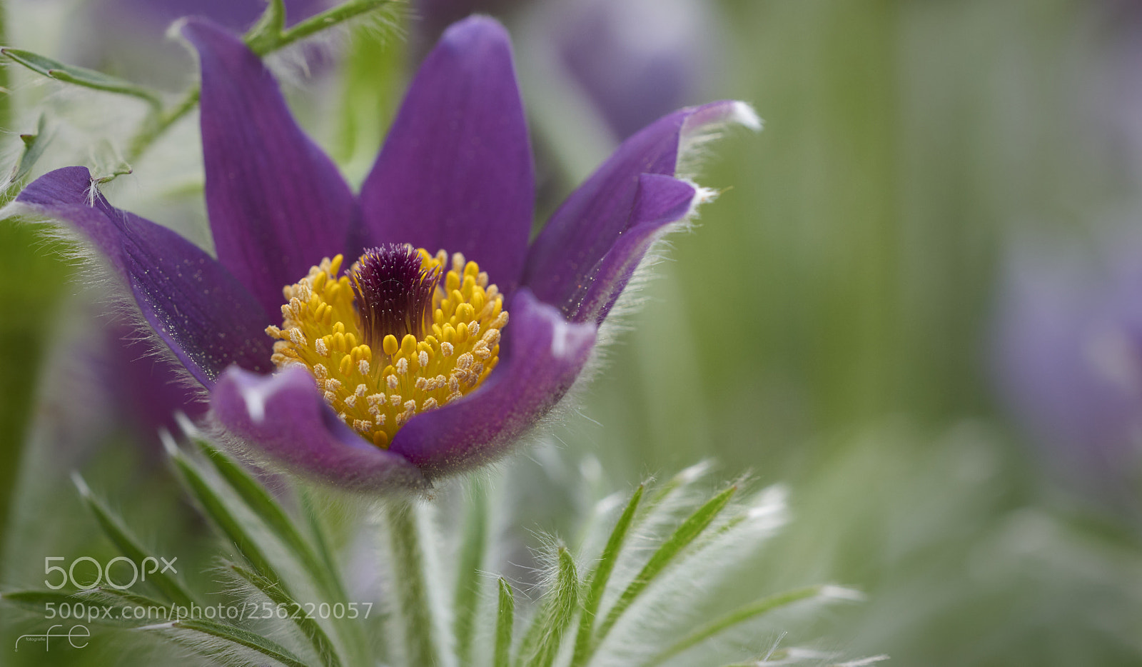 Nikon D800 sample photo. Pulsatilla vulgaris photography