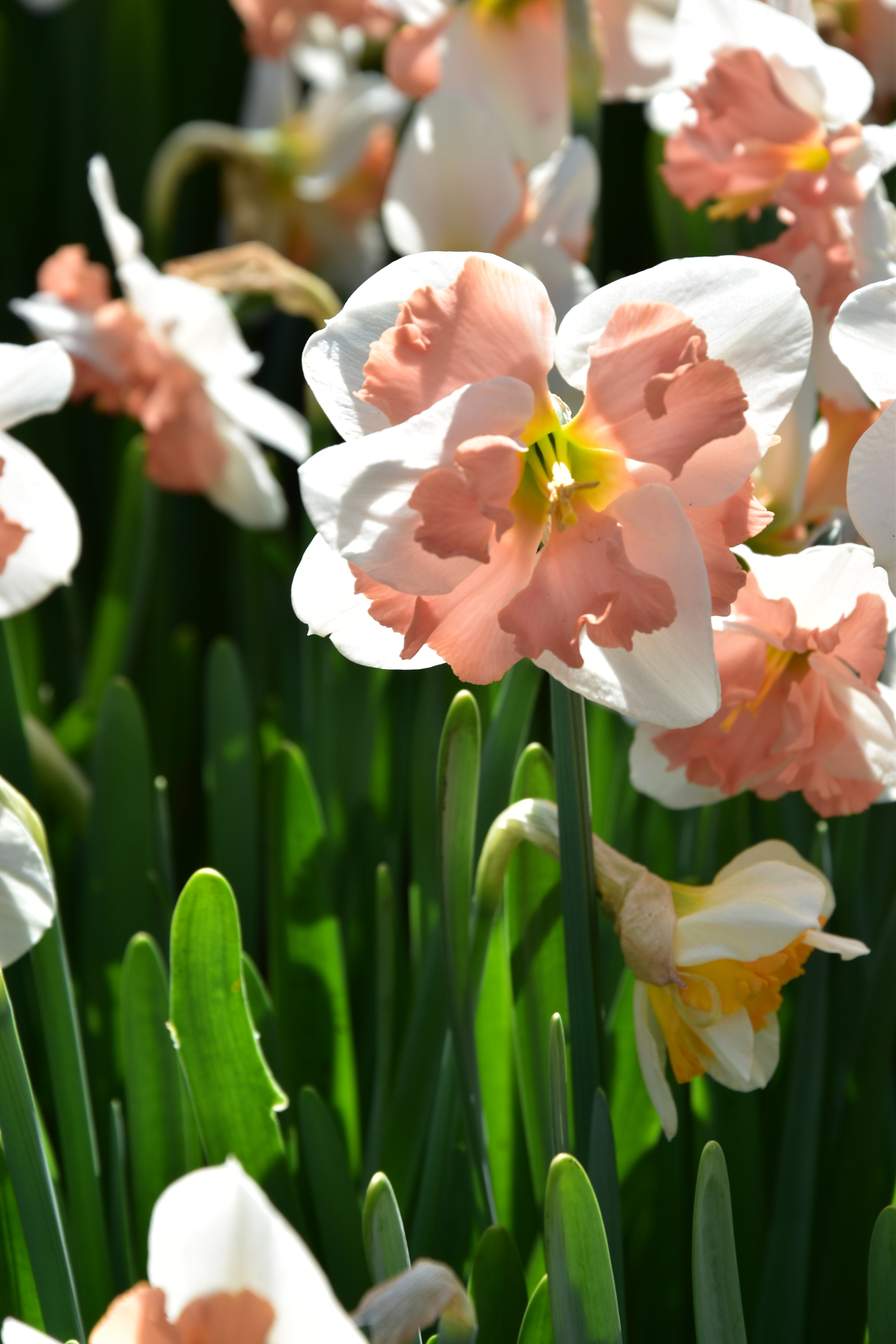 Nikon D5500 sample photo. Belle narcisse photography