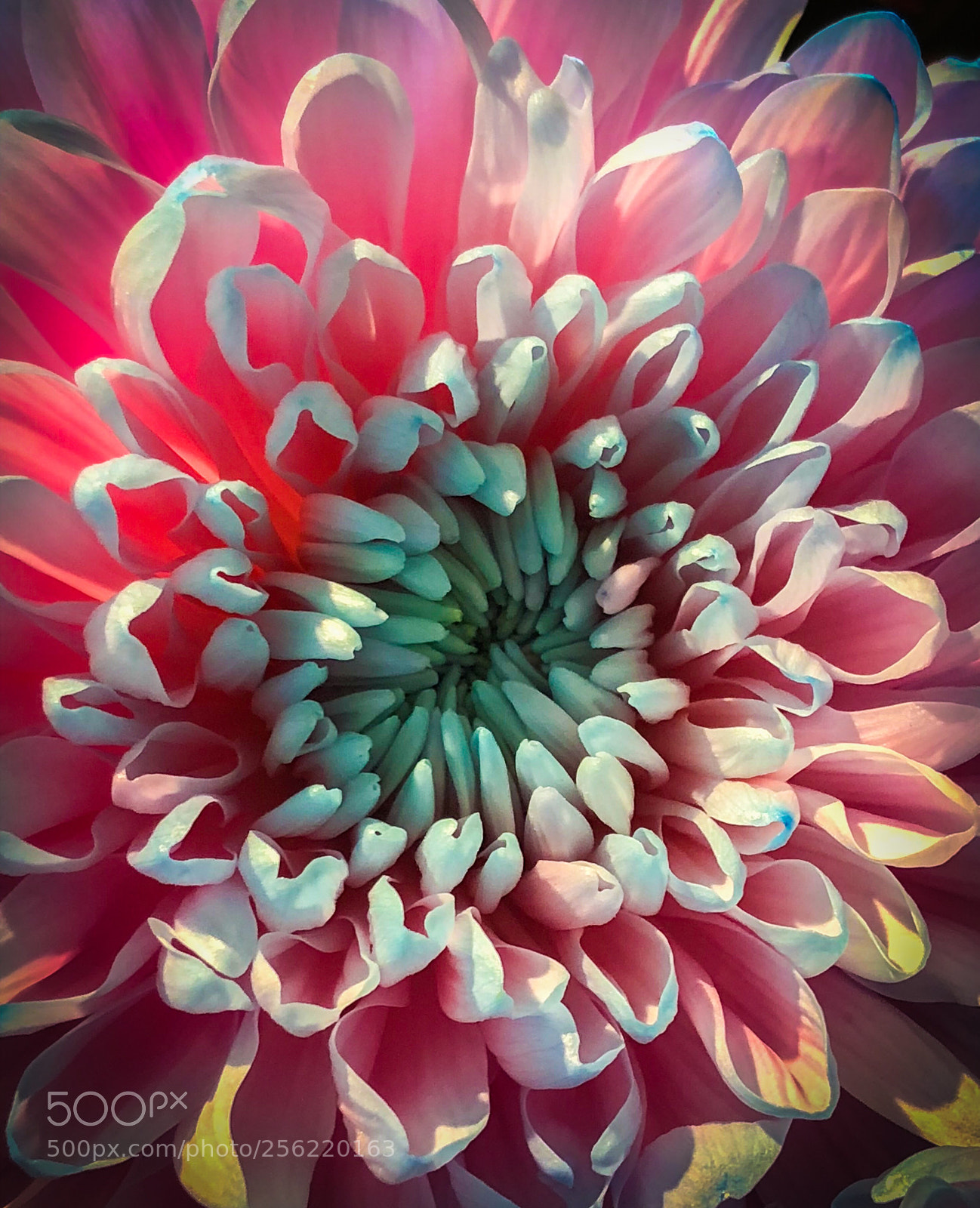 Apple iPhone 8 sample photo. Nice flower photography