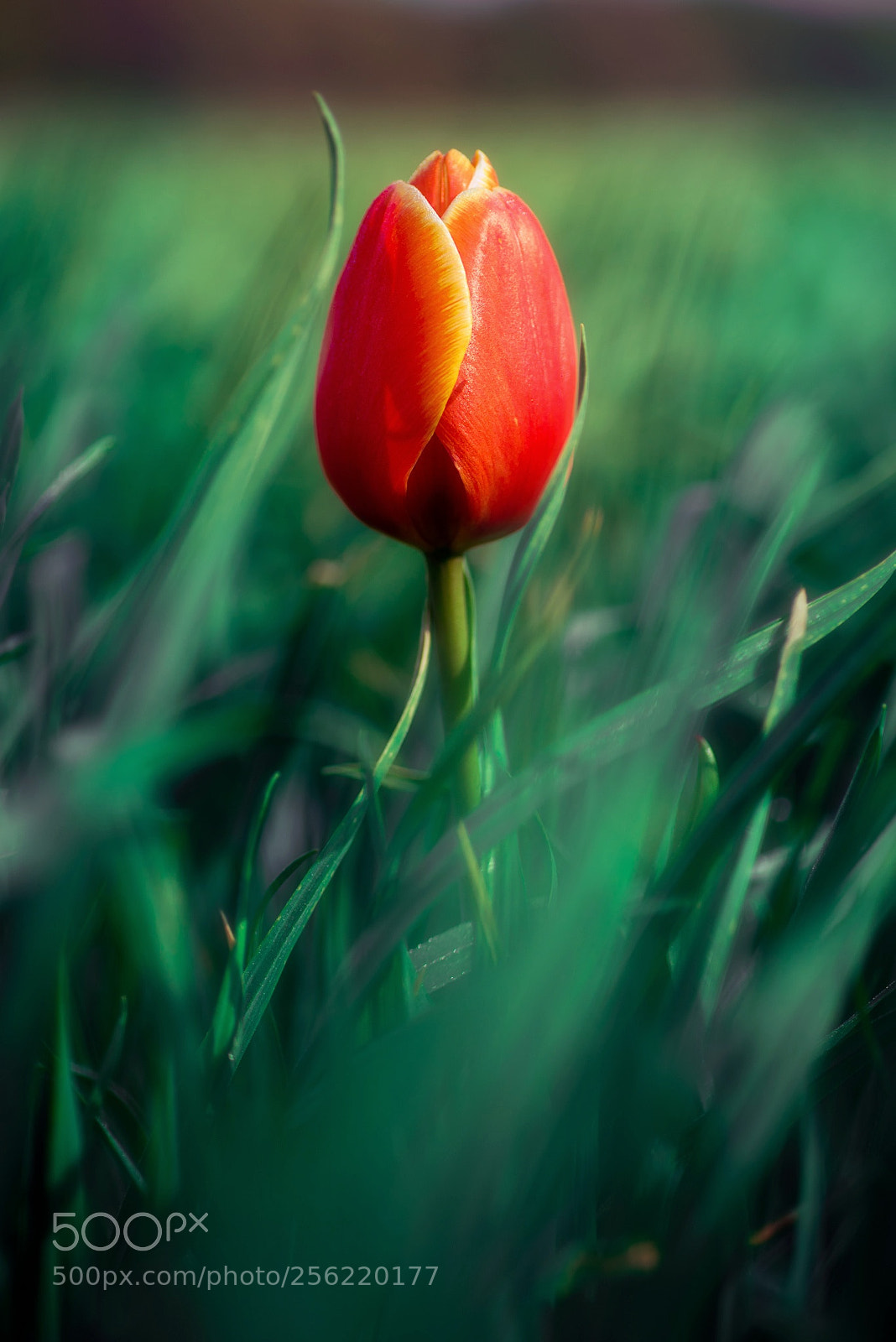 Nikon D750 sample photo. Tulip season photography