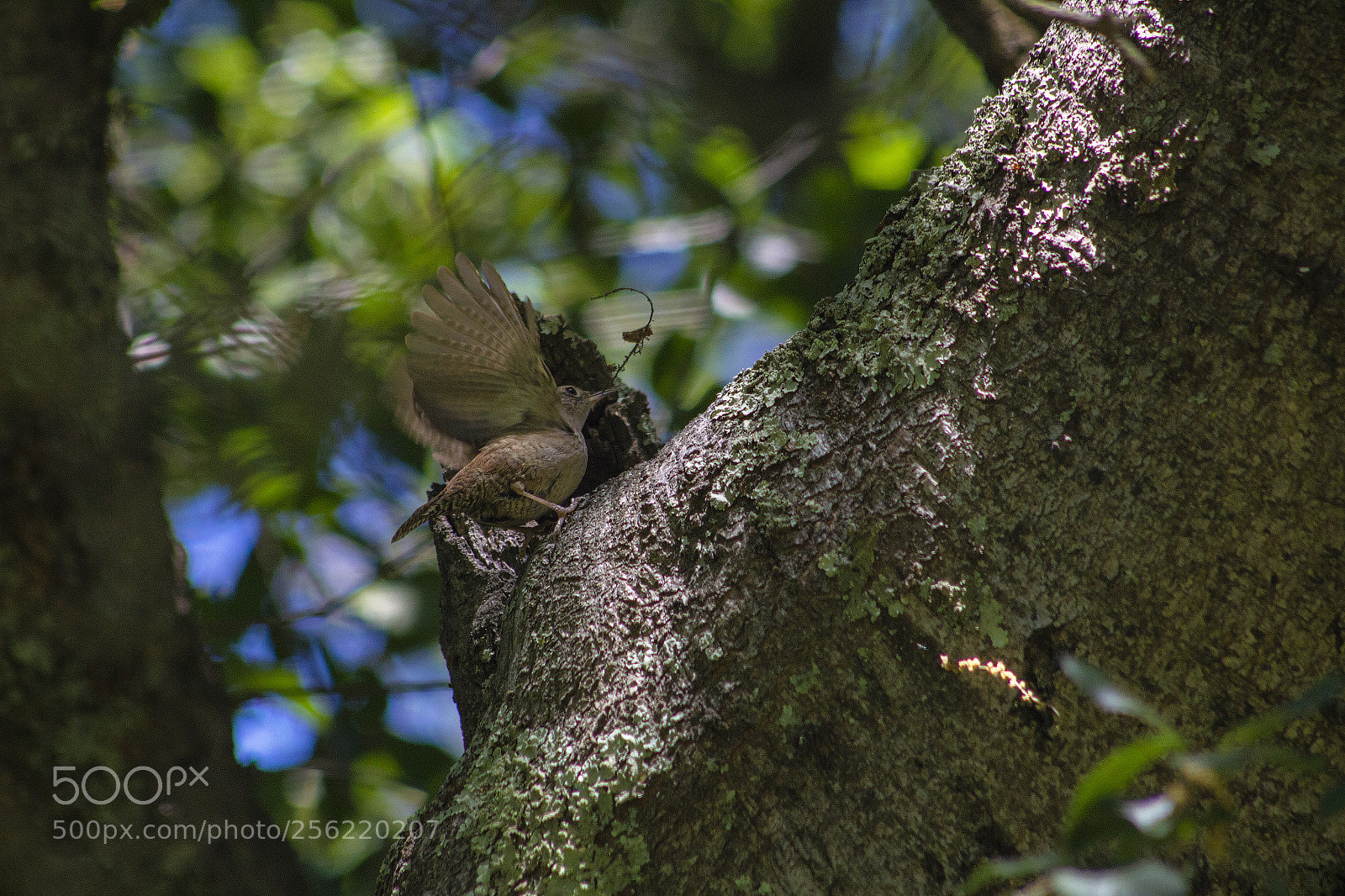 Canon EOS 600D (Rebel EOS T3i / EOS Kiss X5) sample photo. To build a nest photography