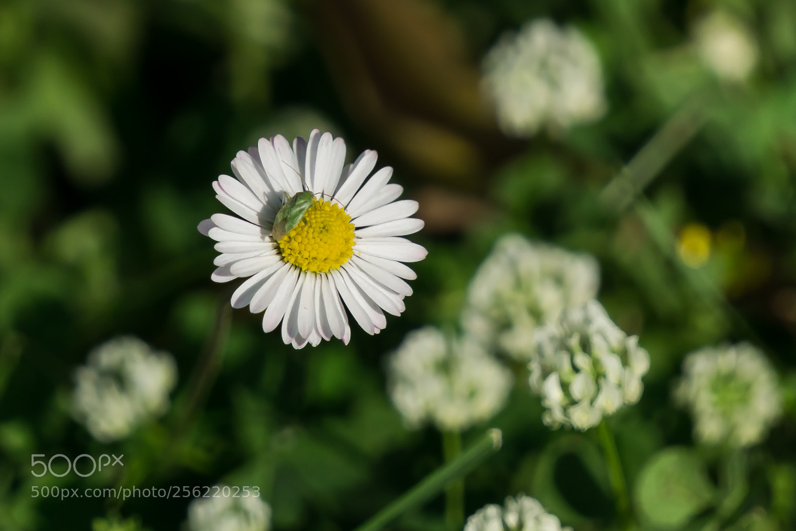 Sony a6000 sample photo. Spring a new cycle photography