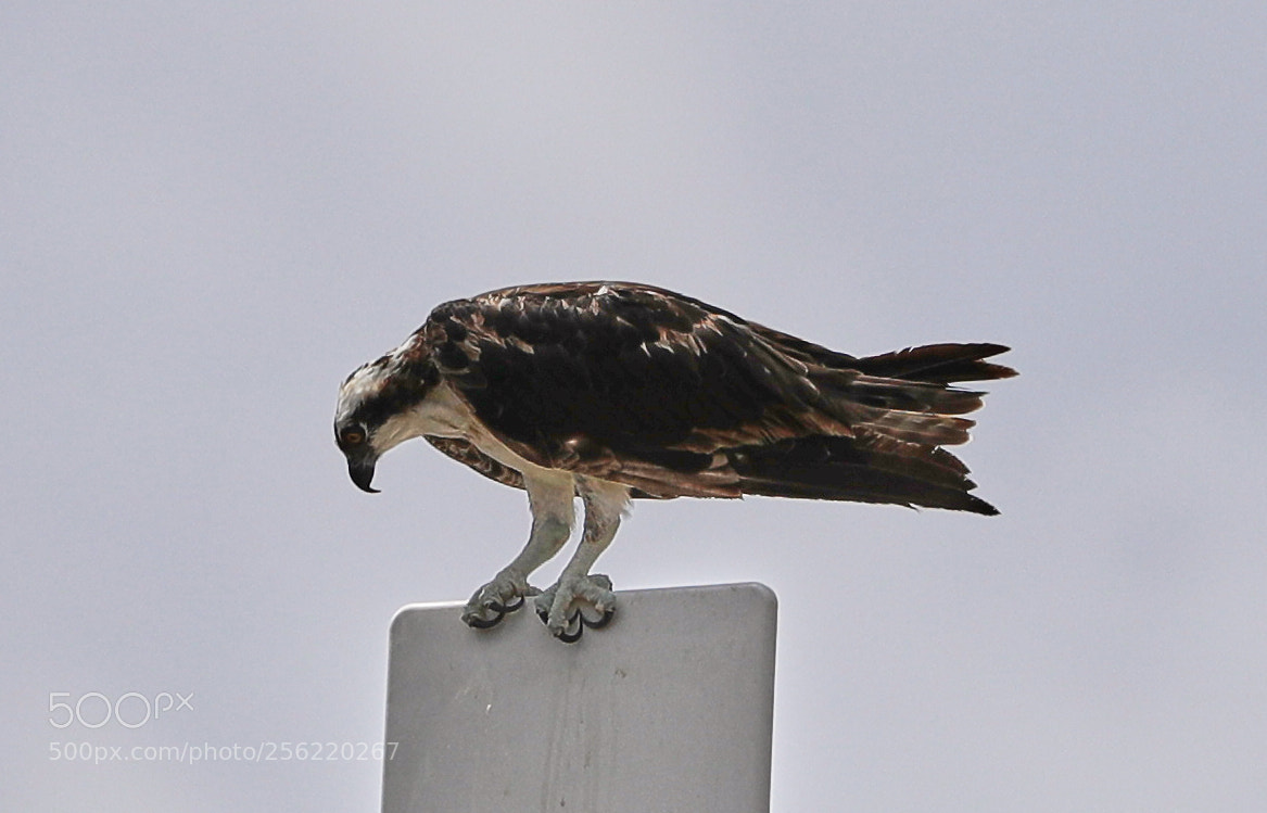 Canon EOS-1D X Mark II sample photo. 05-02-18-0015878.jpg photography