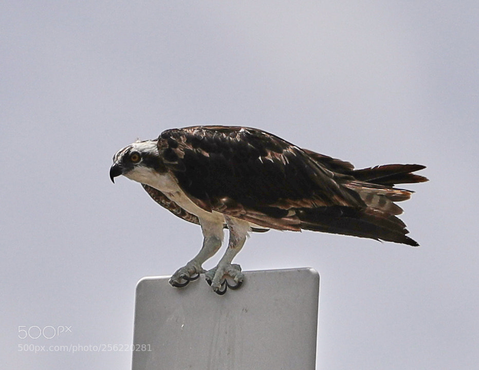 Canon EOS-1D X Mark II sample photo. 05-02-18-0015876.jpg photography