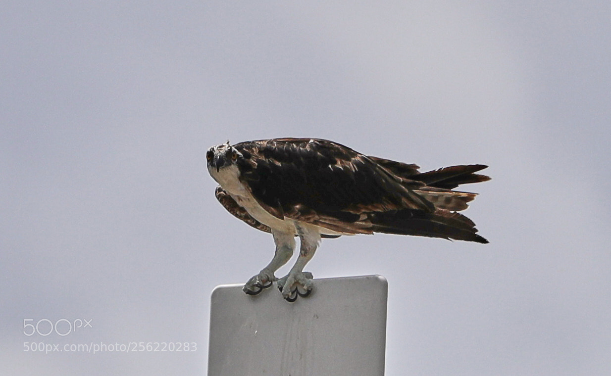 Canon EOS-1D X Mark II sample photo. 05-02-18-0015875.jpg photography