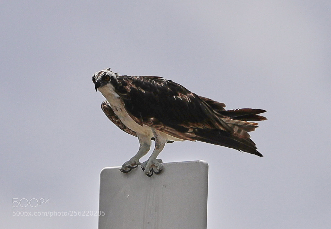Canon EOS-1D X Mark II sample photo. 05-02-18-0015874.jpg photography