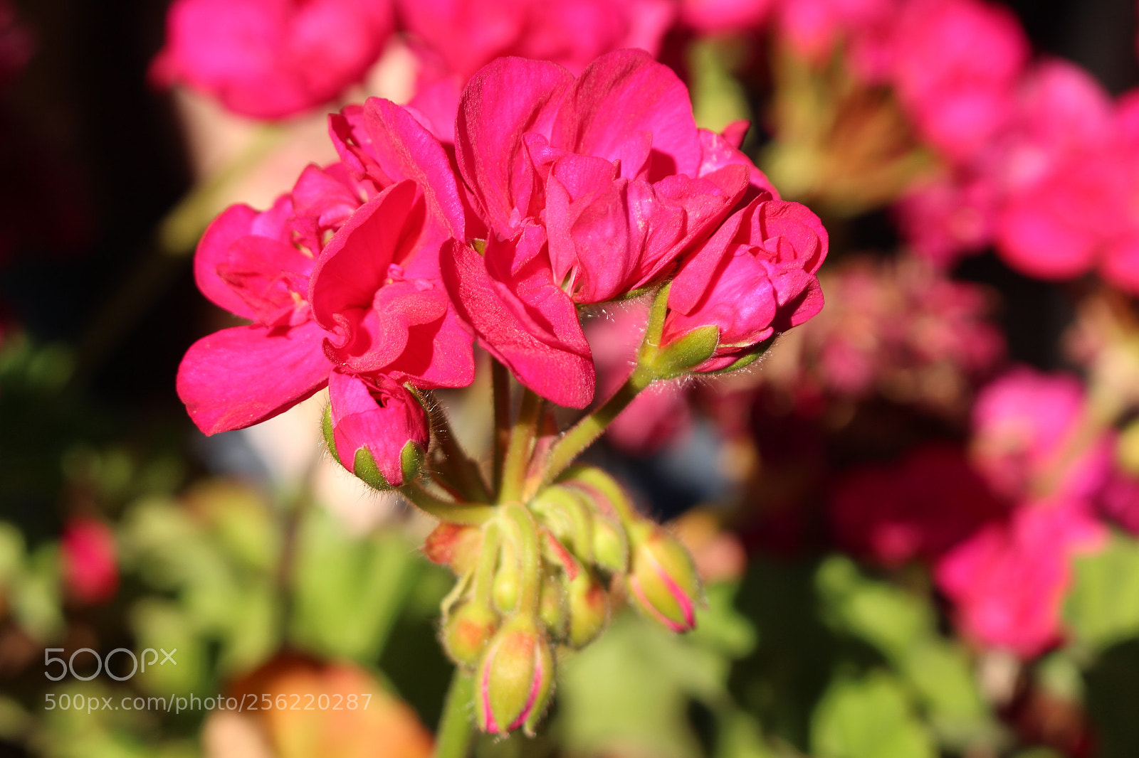 Canon EOS 700D (EOS Rebel T5i / EOS Kiss X7i) sample photo. Img photography