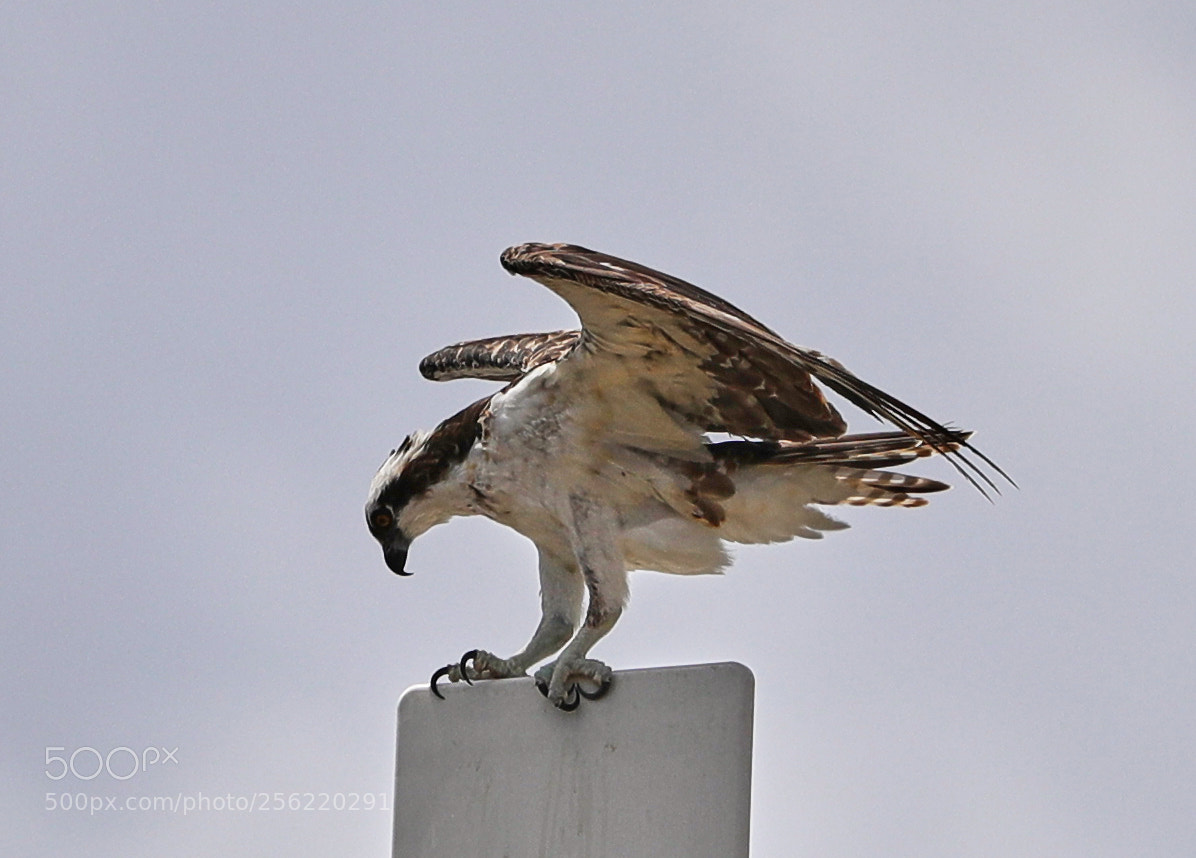 Canon EOS-1D X Mark II sample photo. 05-02-18-0015873.jpg photography