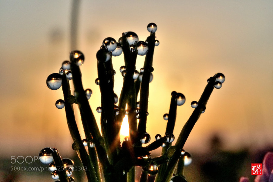 Sony a6500 sample photo. Sunrise 0502 photography