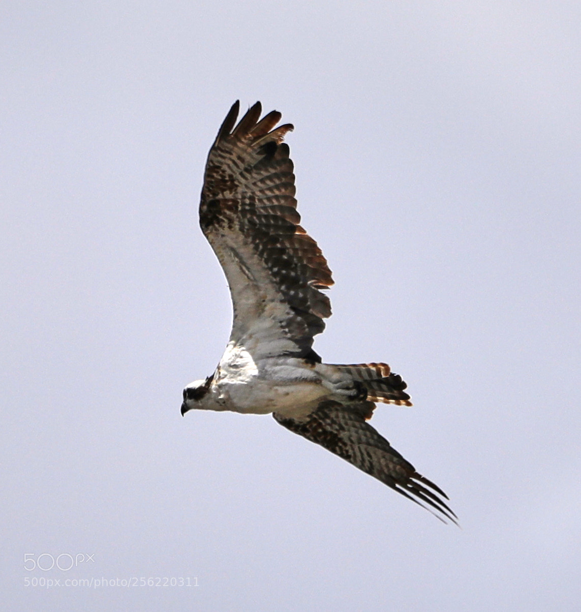 Canon EOS-1D X Mark II sample photo. 05-02-18-0015868.jpg photography