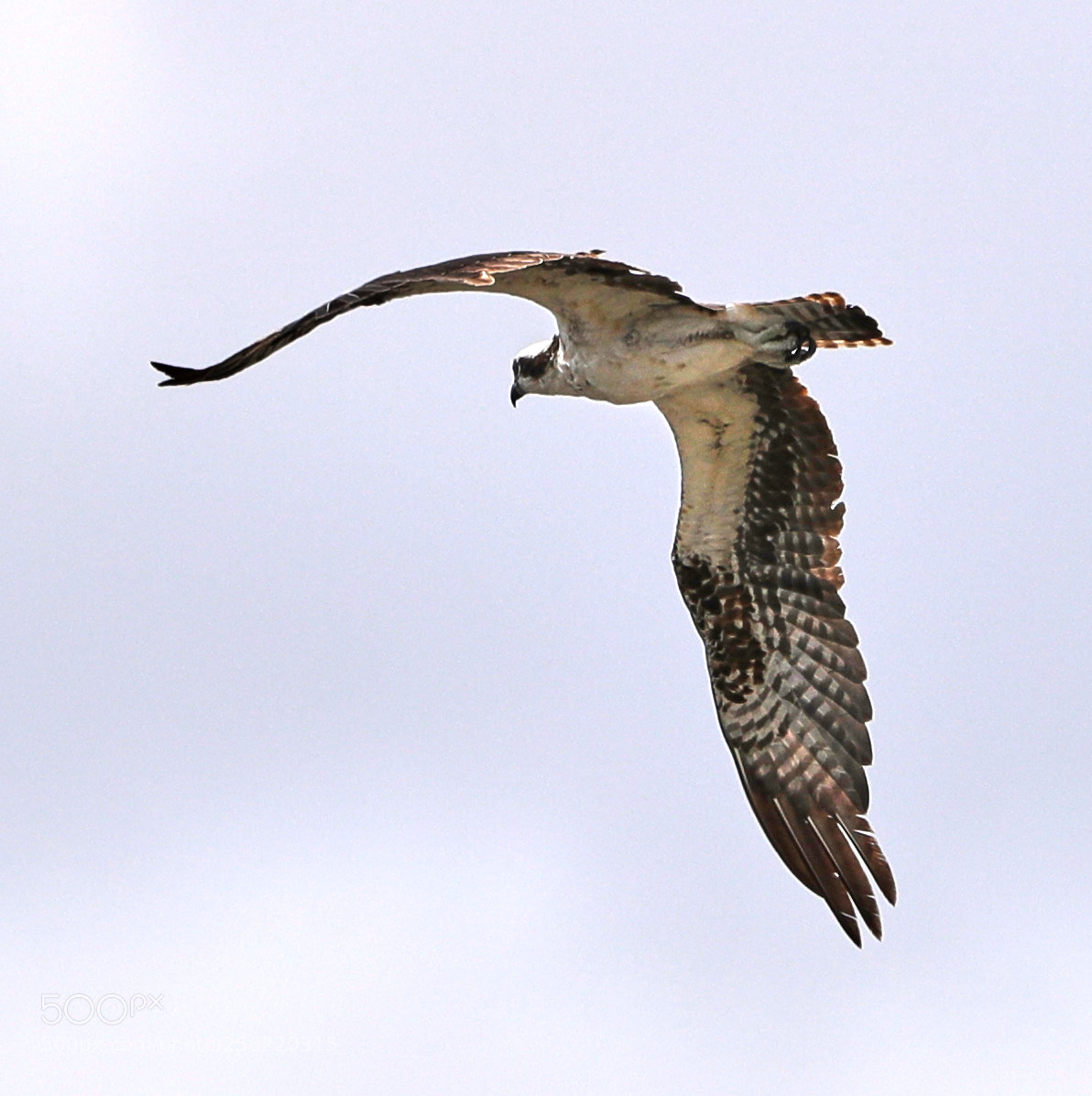 Canon EOS-1D X Mark II sample photo. 05-02-18-0015867.jpg photography
