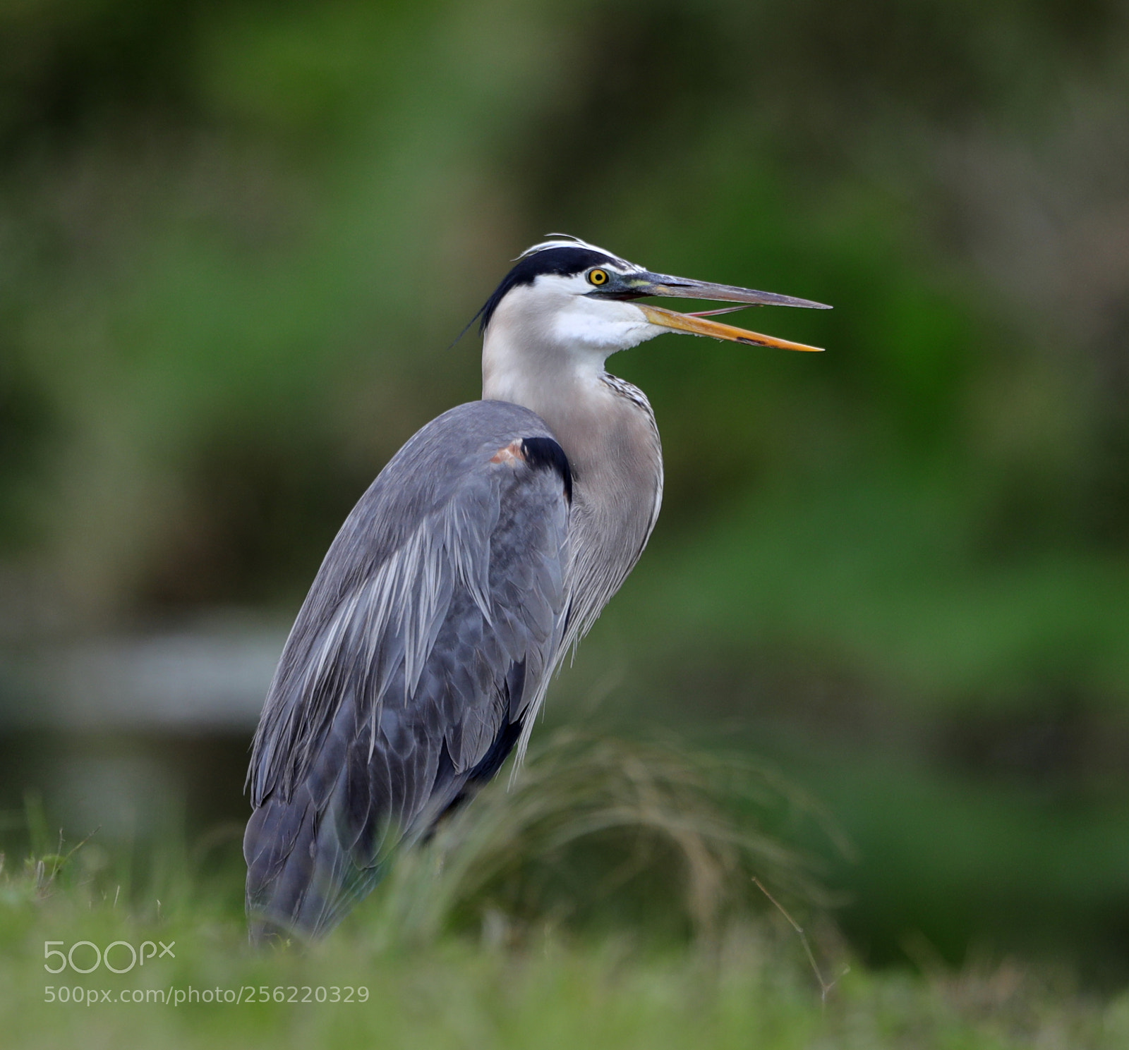 Canon EOS-1D X Mark II sample photo. 05-02-18-0015862.jpg photography