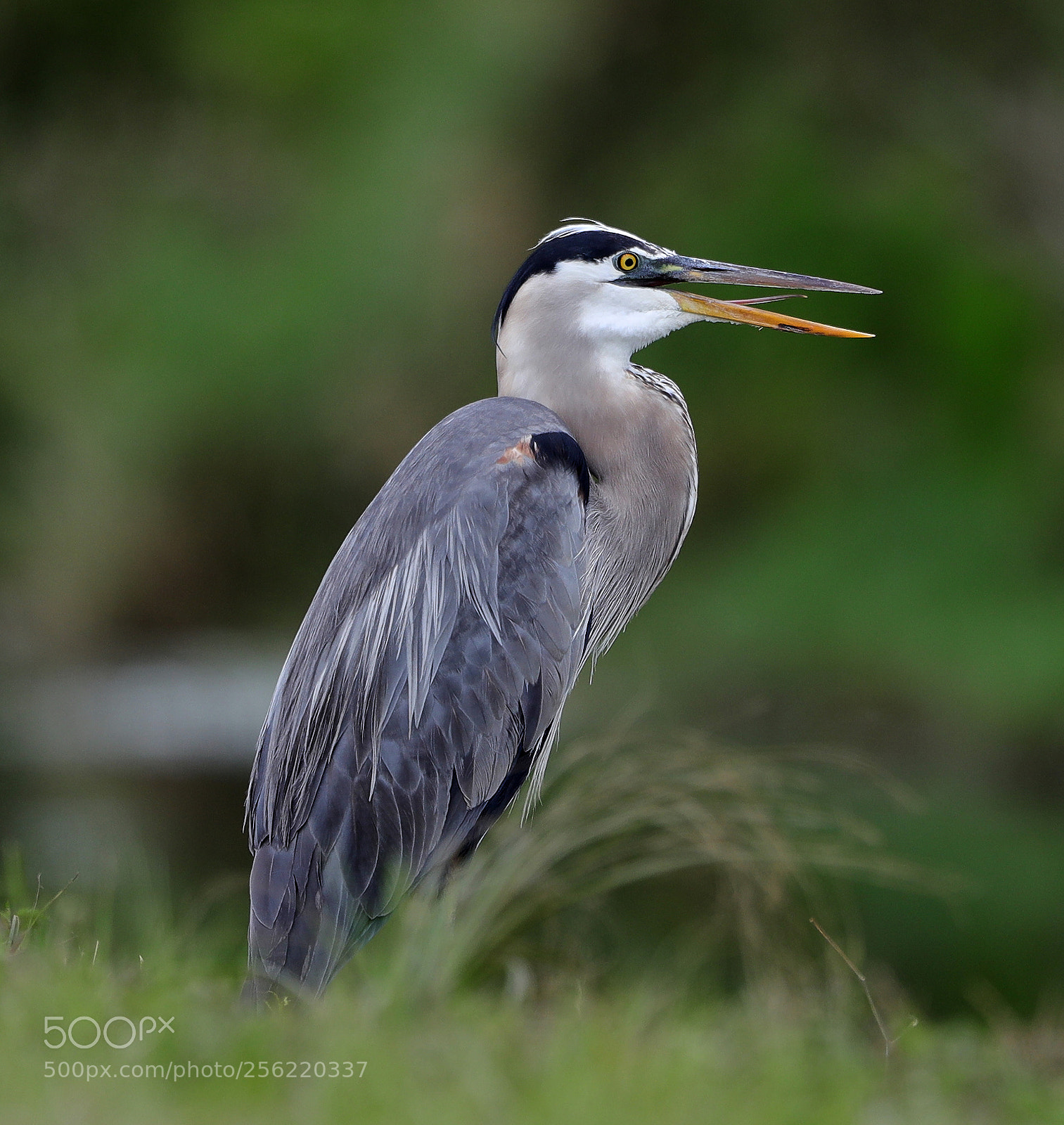Canon EOS-1D X Mark II sample photo. 05-02-18-0015859.jpg photography