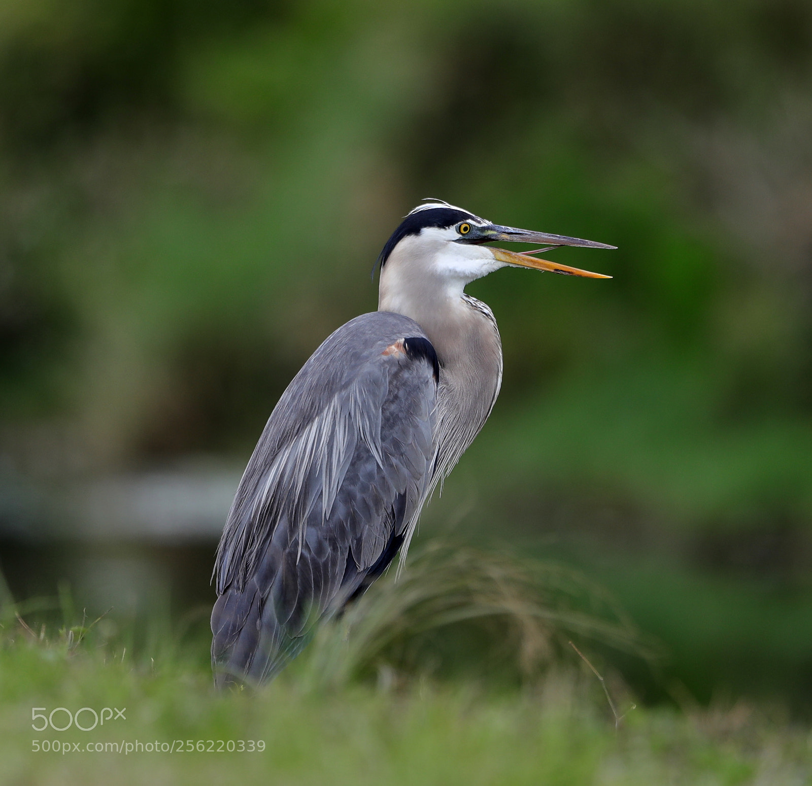 Canon EOS-1D X Mark II sample photo. 05-02-18-0015863.jpg photography