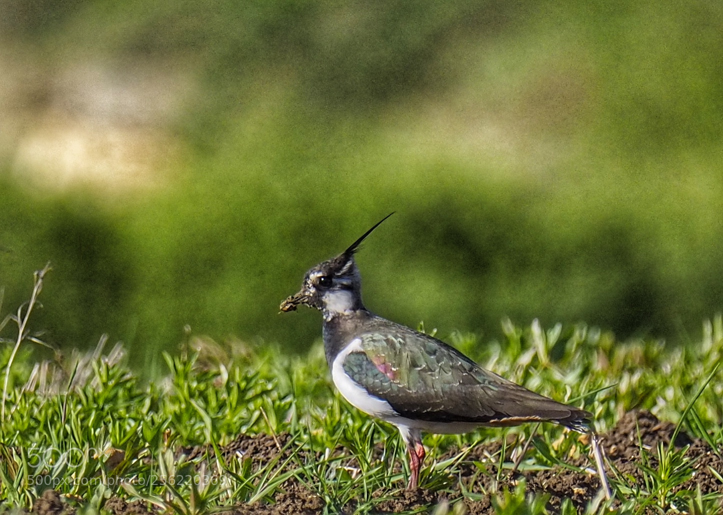 Olympus OM-D E-M10 III sample photo. Lapwing photography
