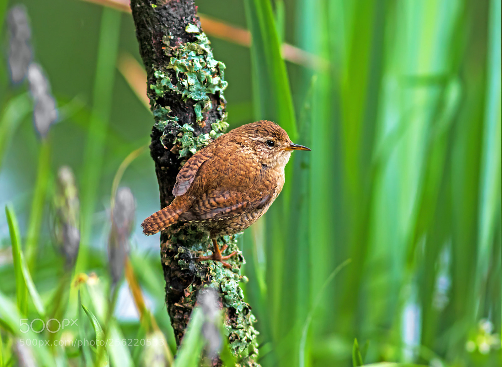 Canon EOS 7D Mark II sample photo. The jenny wren photography