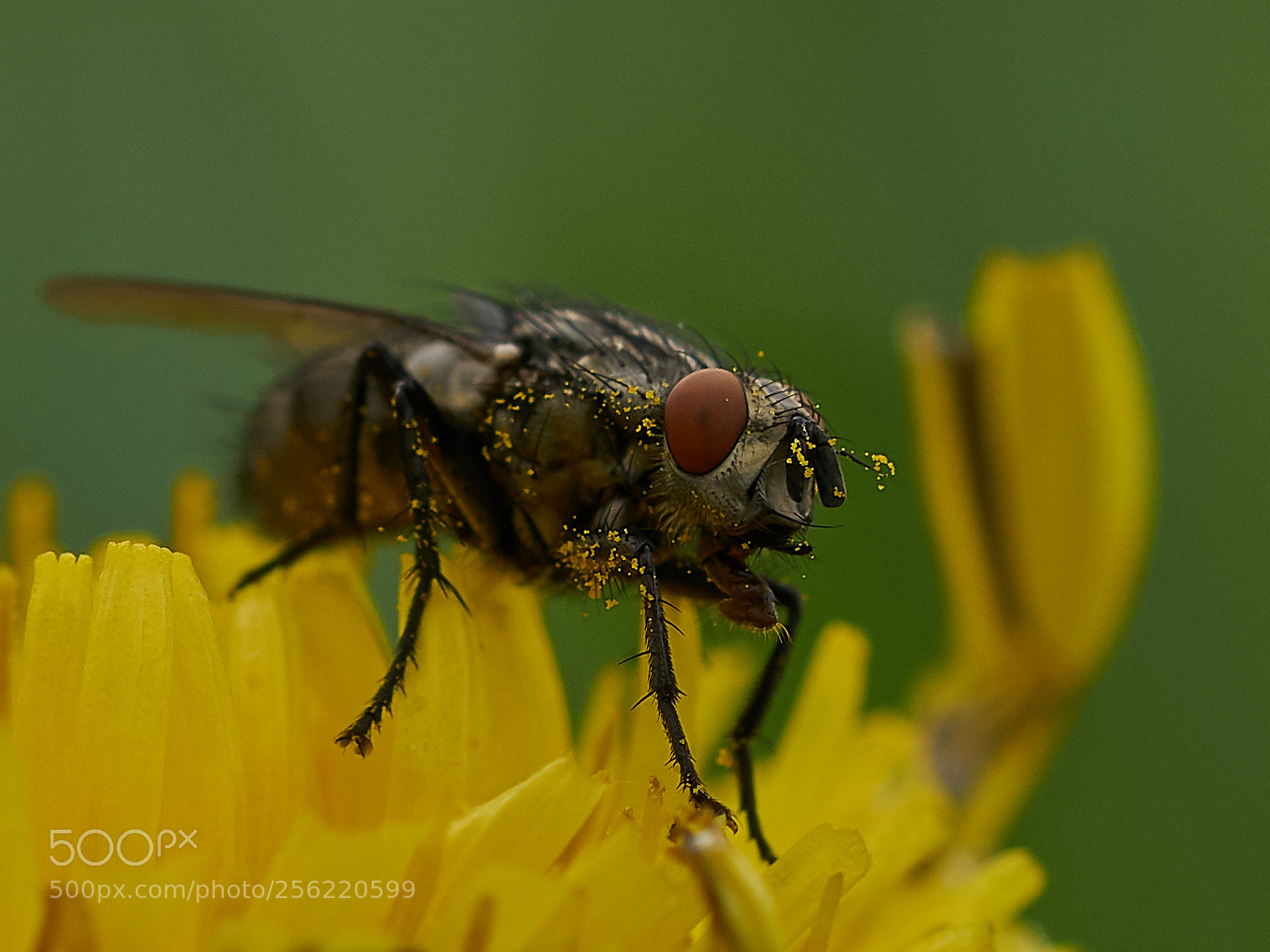 Sony ILCA-77M2 sample photo. Fliege photography
