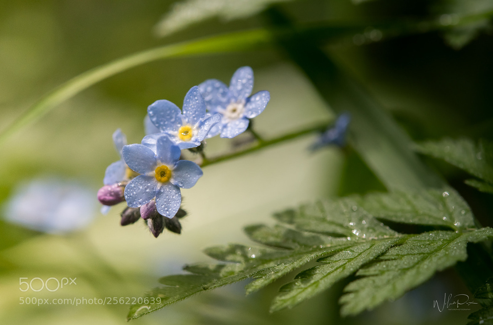 Nikon D500 sample photo. It`s springtime :-) photography
