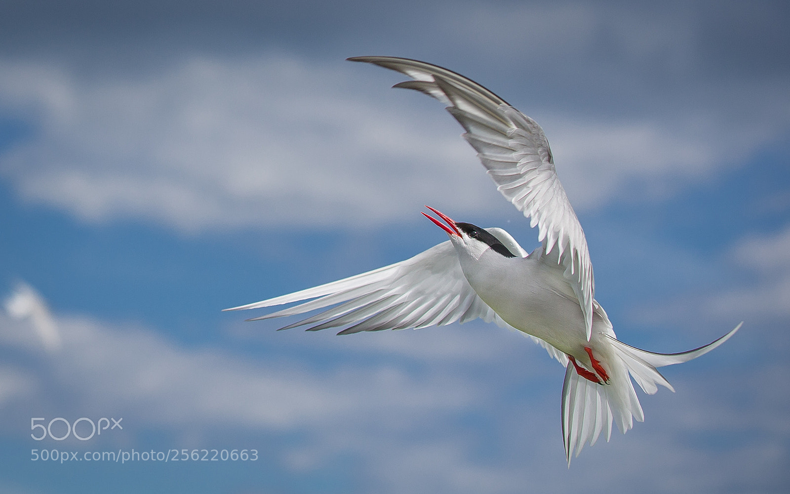 Canon EOS-1D X sample photo. Artic tern photography