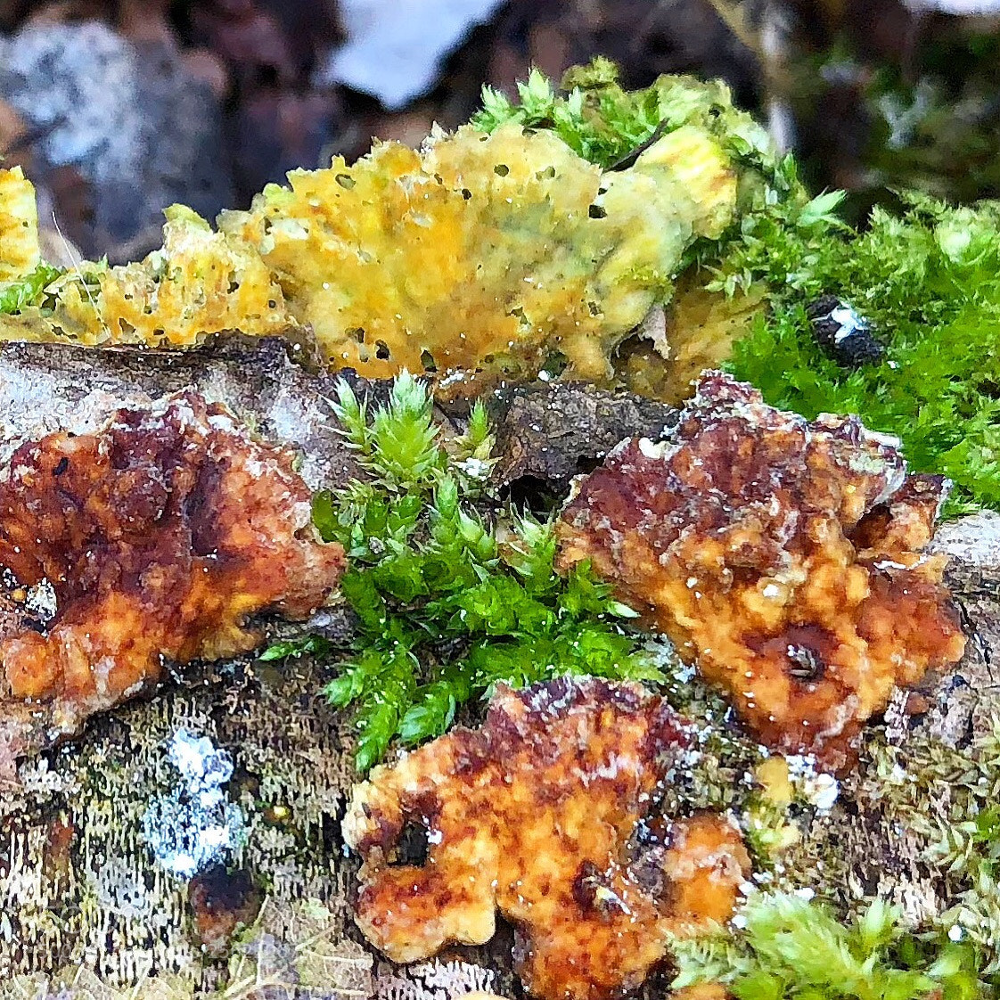 Apple iPhone 8 Plus sample photo. Mushrooms on a dead photography
