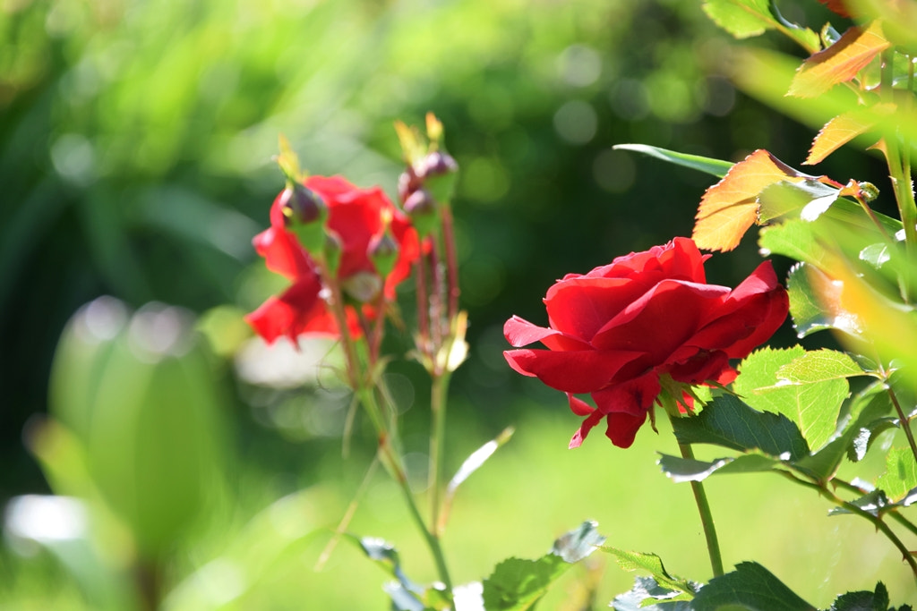 Nikon D3300 sample photo. Rose photography
