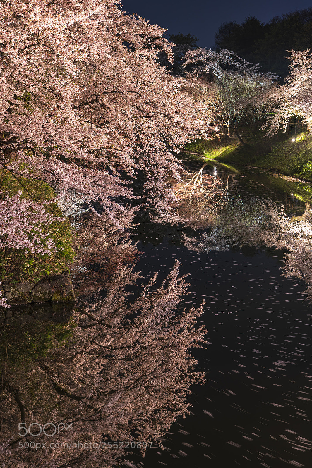 Nikon D850 sample photo. Romance of cherry blossoms photography
