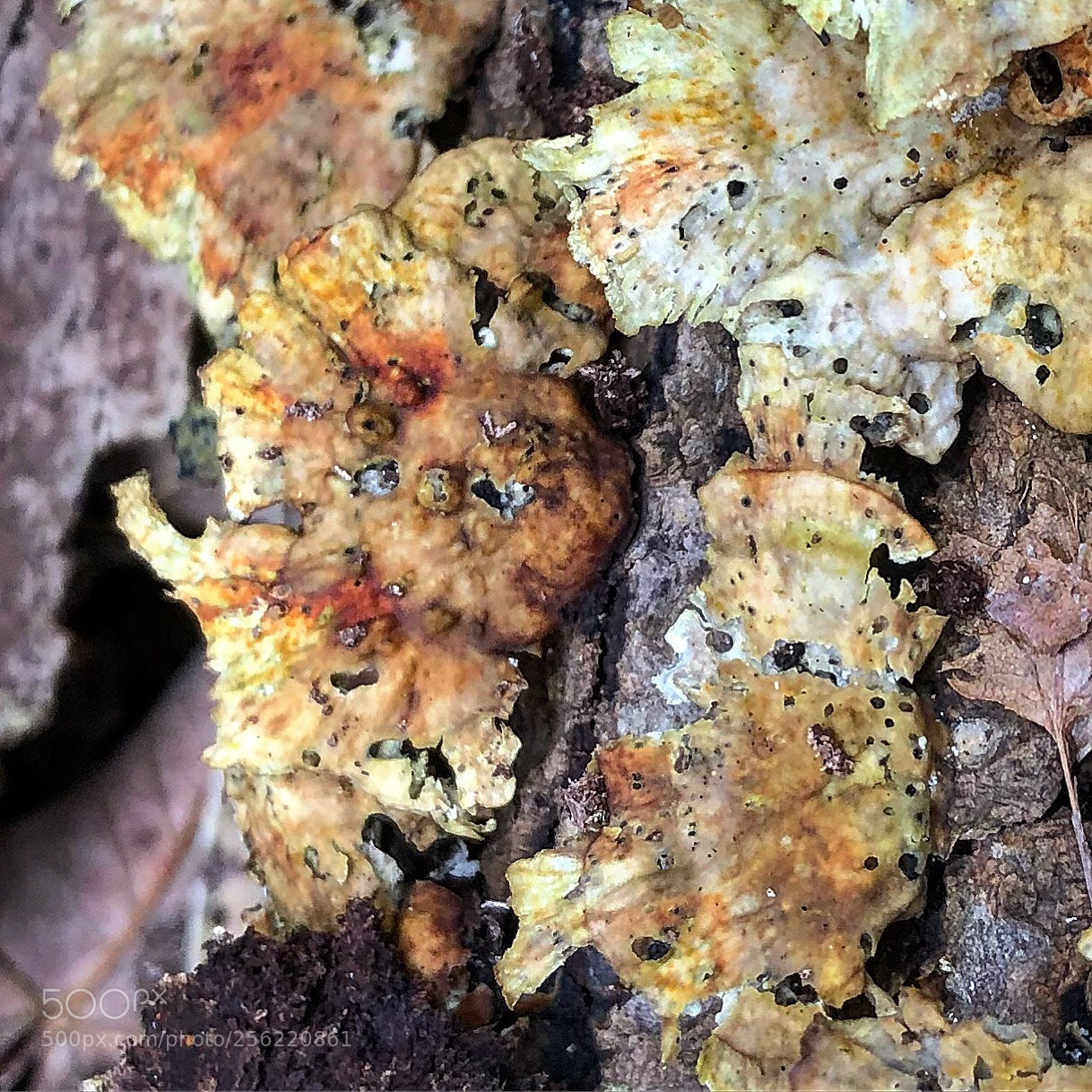 Apple iPhone 8 Plus sample photo. Coloured mushrooms photography