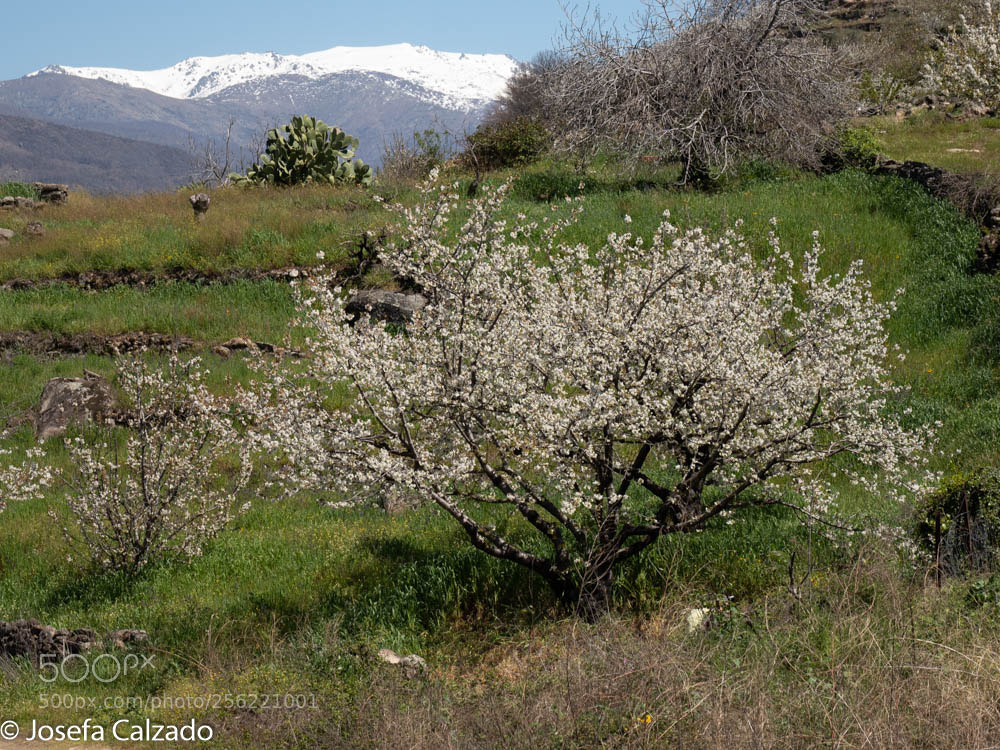 Olympus OM-D E-M1 Mark II sample photo. Cerezos en flor photography