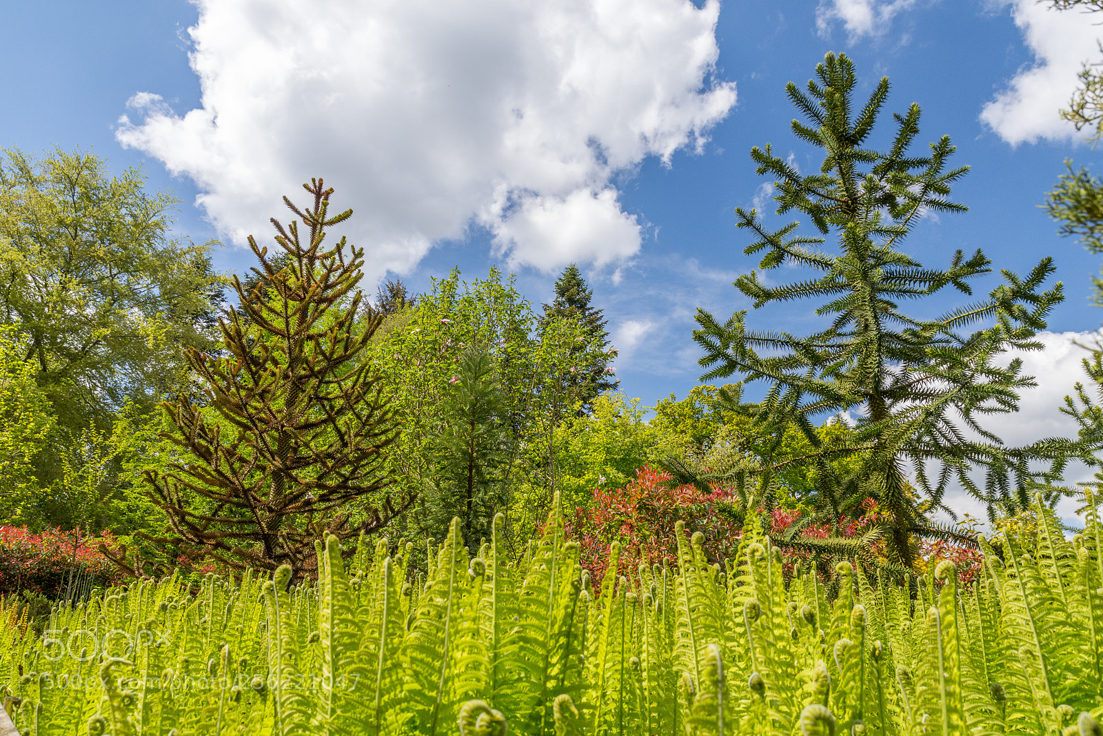 Nikon D7200 sample photo. Parc botanique de haute photography