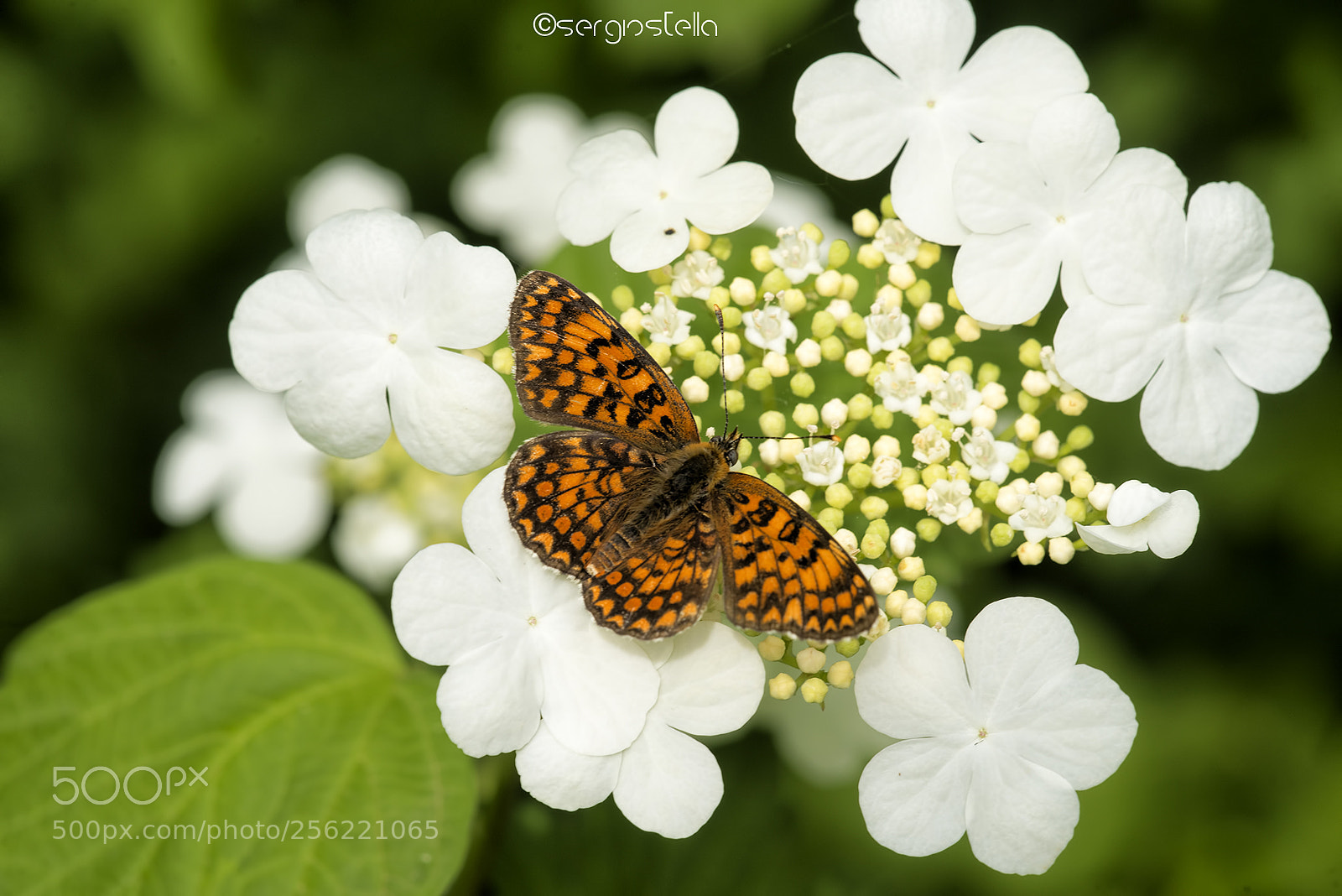 Nikon D610 sample photo. Melitaea phoebe____ photography