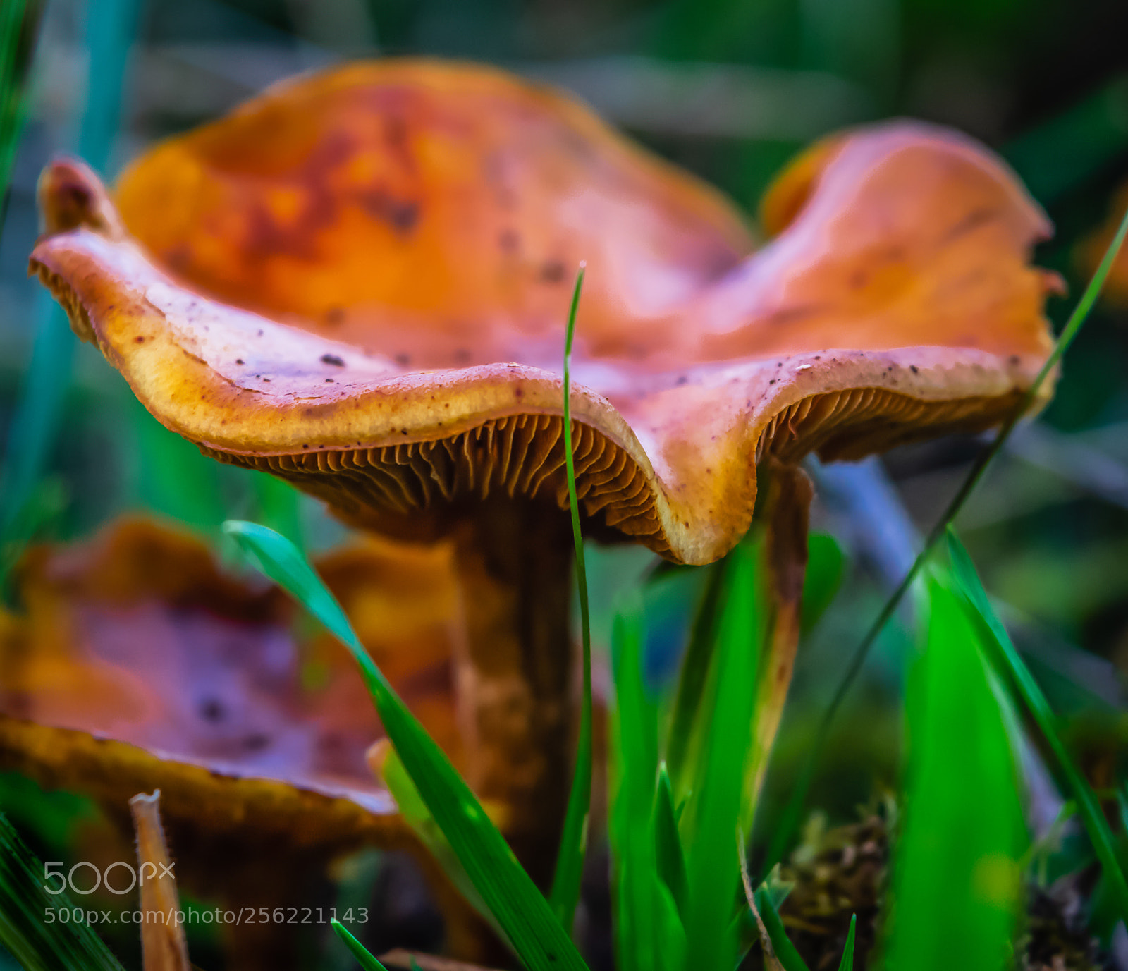 Nikon D3300 sample photo. Elegance of nature photography