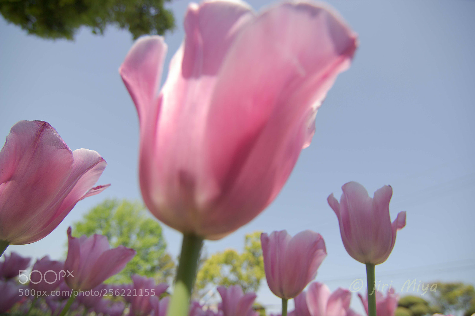 Canon EOS 600D (Rebel EOS T3i / EOS Kiss X5) sample photo. Happiness and confidence photography