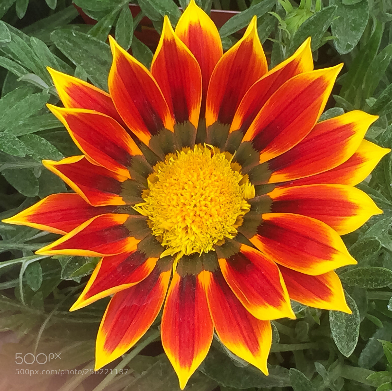 Apple iPhone 6 sample photo. Gazania photography