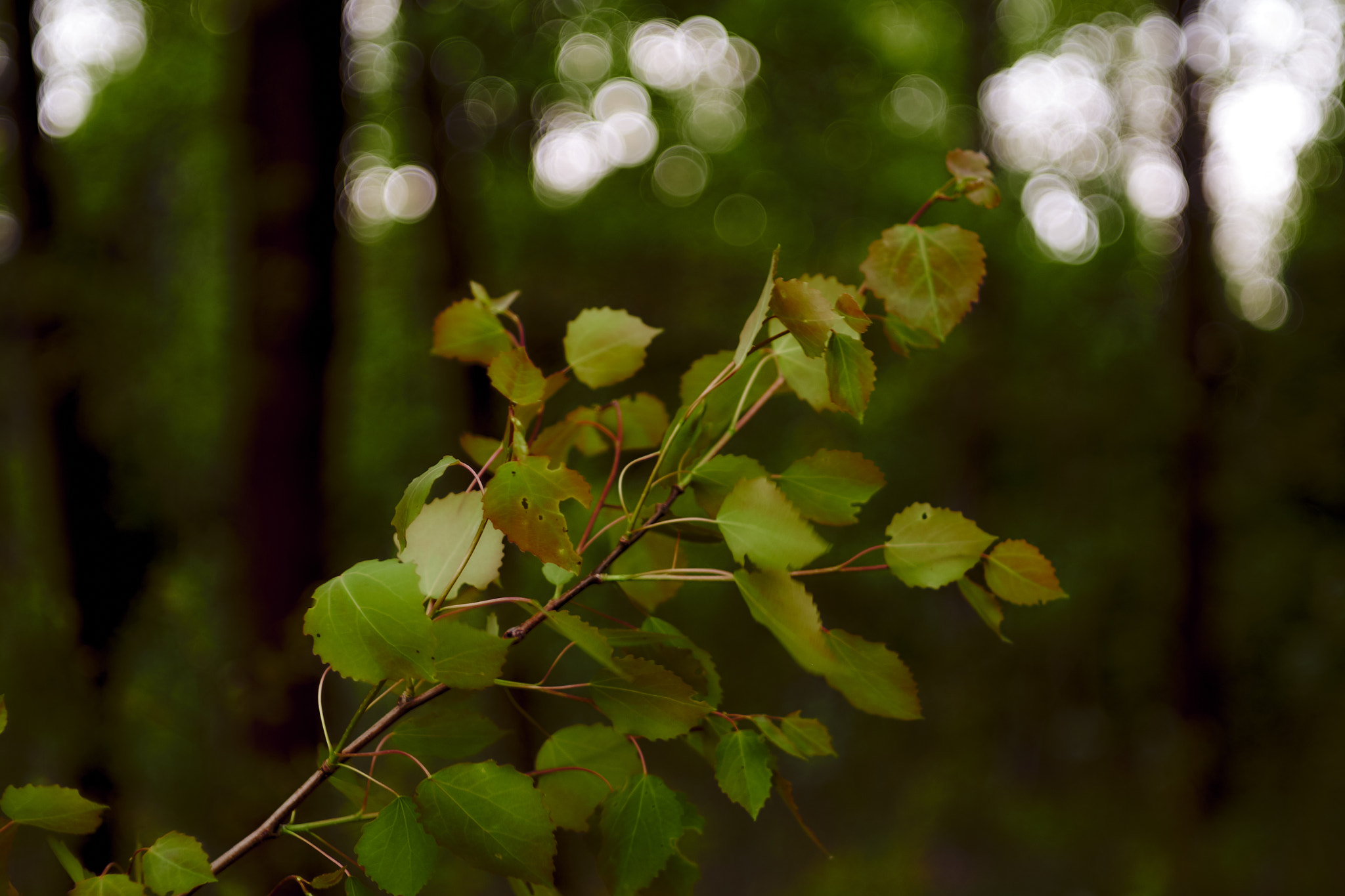 Fujifilm X-E2S sample photo. Spring photography