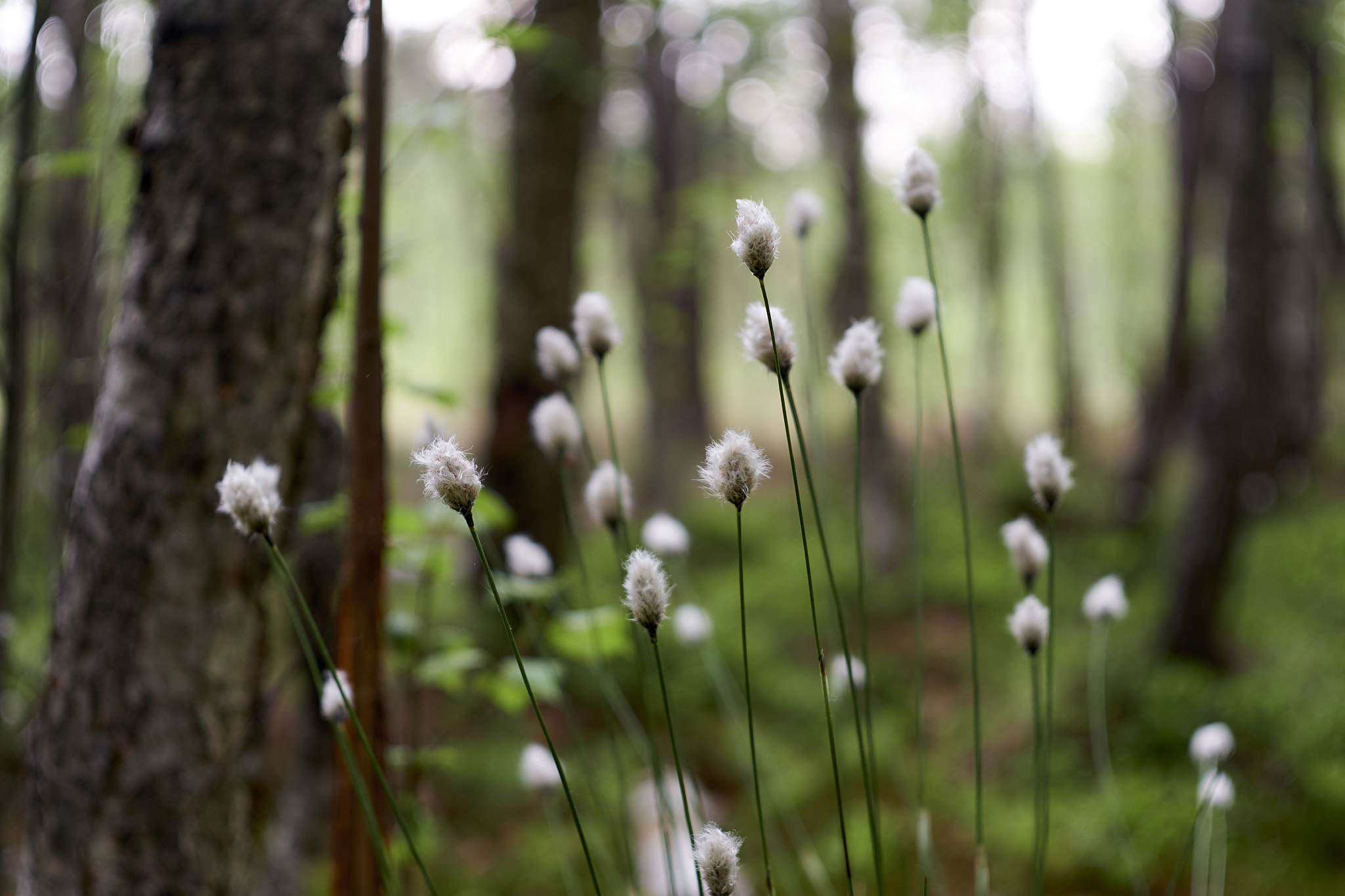 Fujifilm X-E2S sample photo. Spring photography
