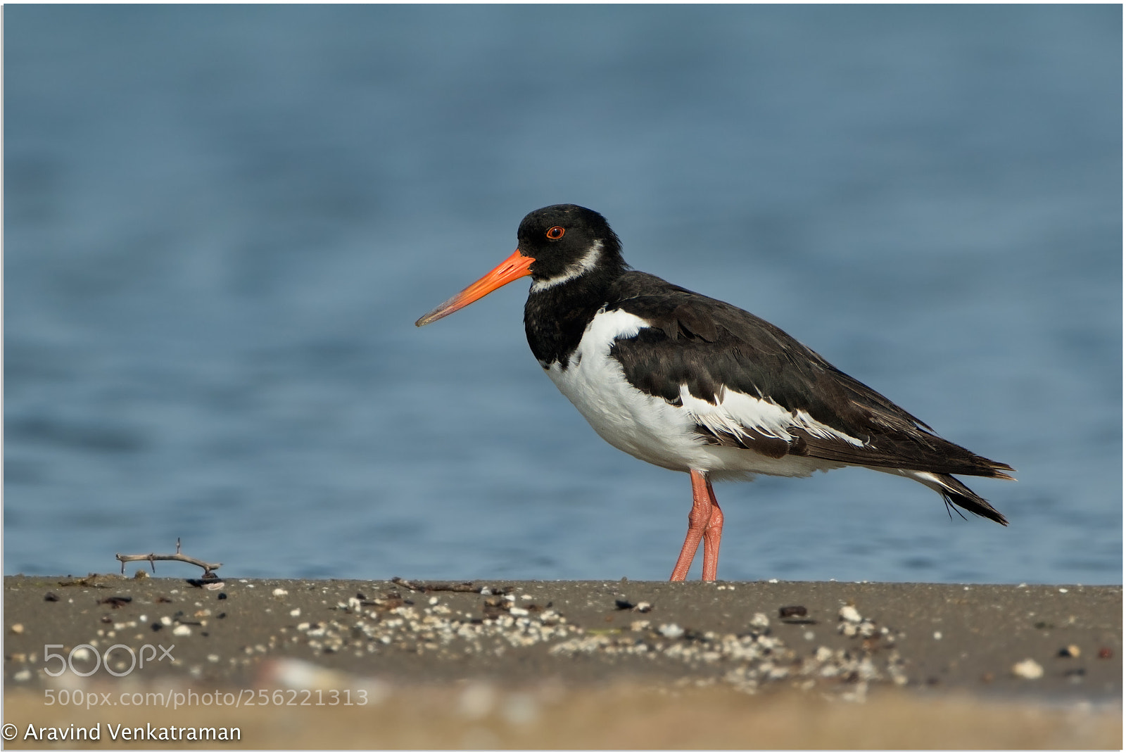 Canon EOS 7D Mark II sample photo. Eurasian oystercatcher photography