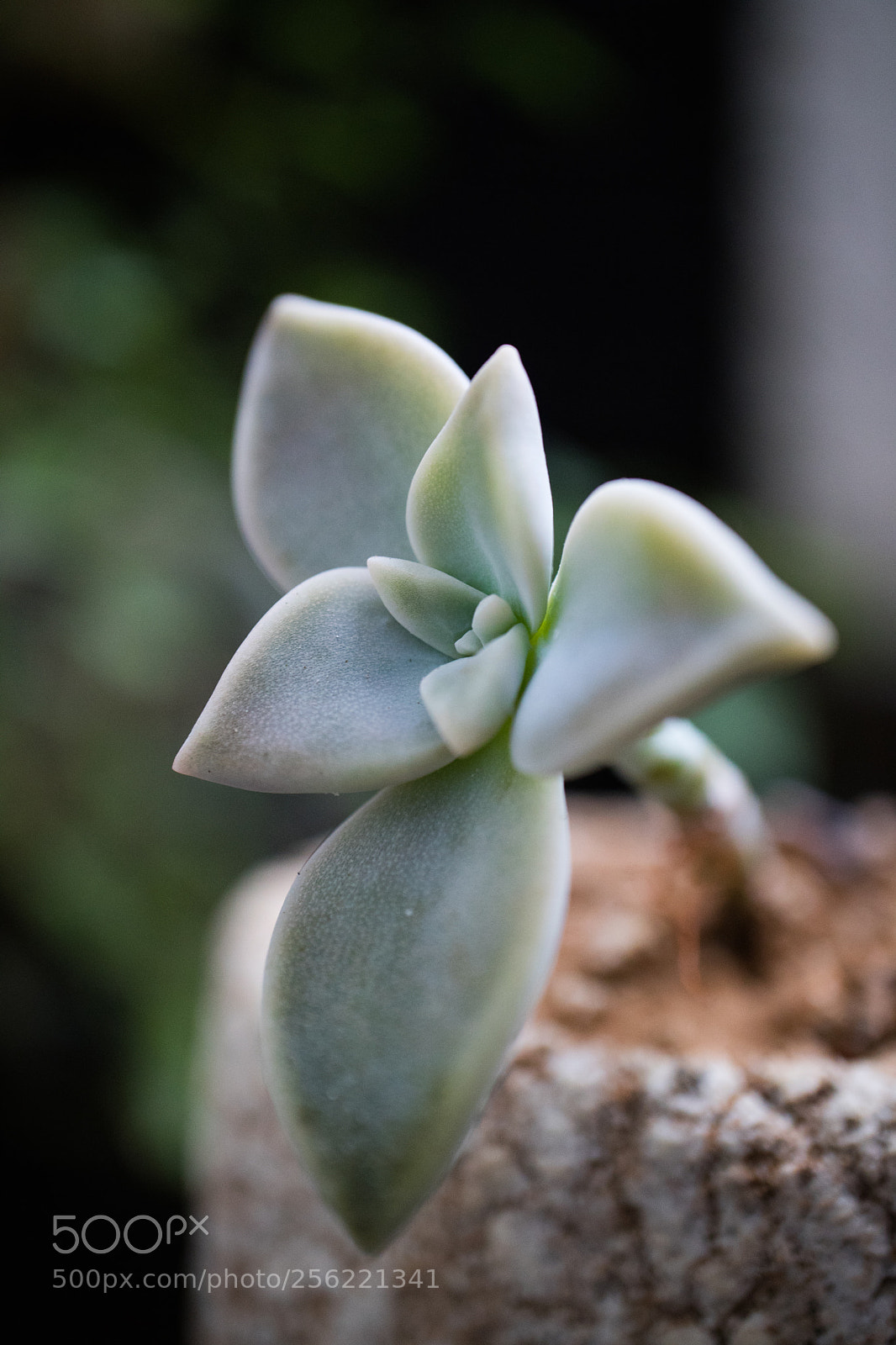 Canon EOS M3 sample photo. Succulent photography