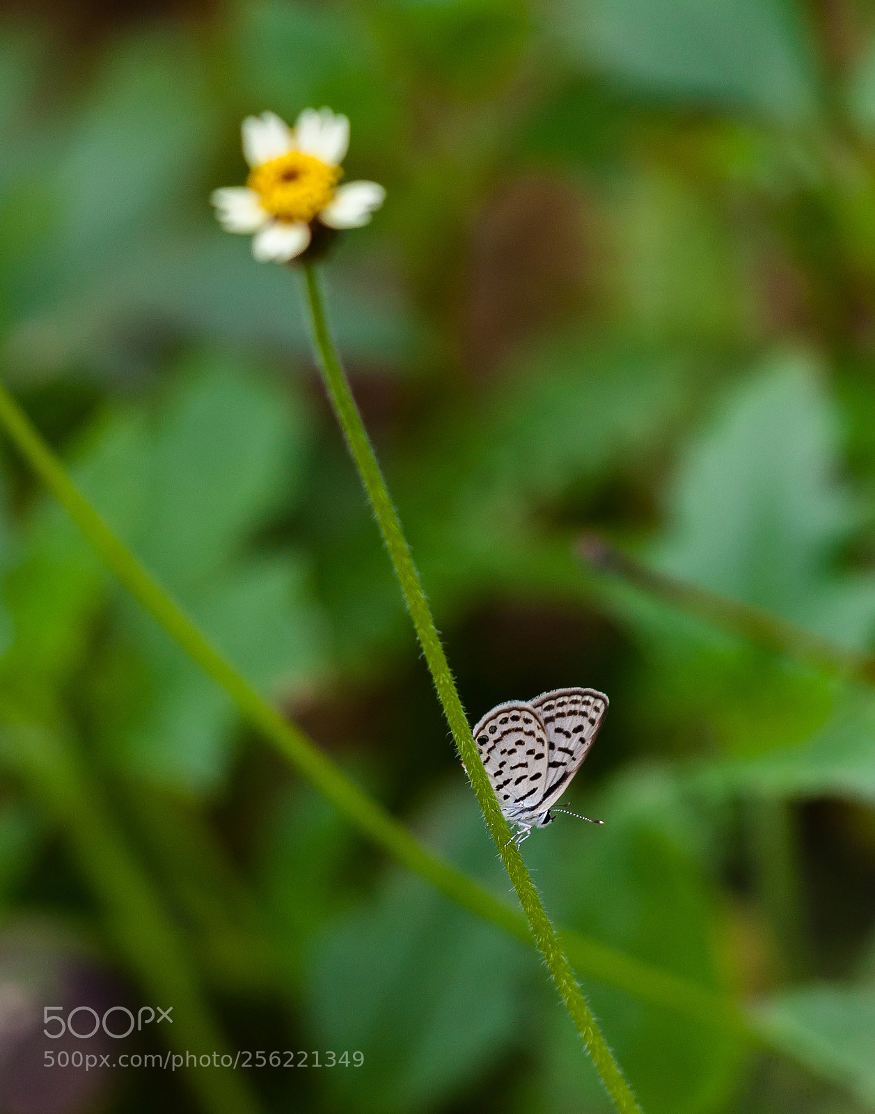 Canon EOS 5D Mark II sample photo. Rounded pierrot photography