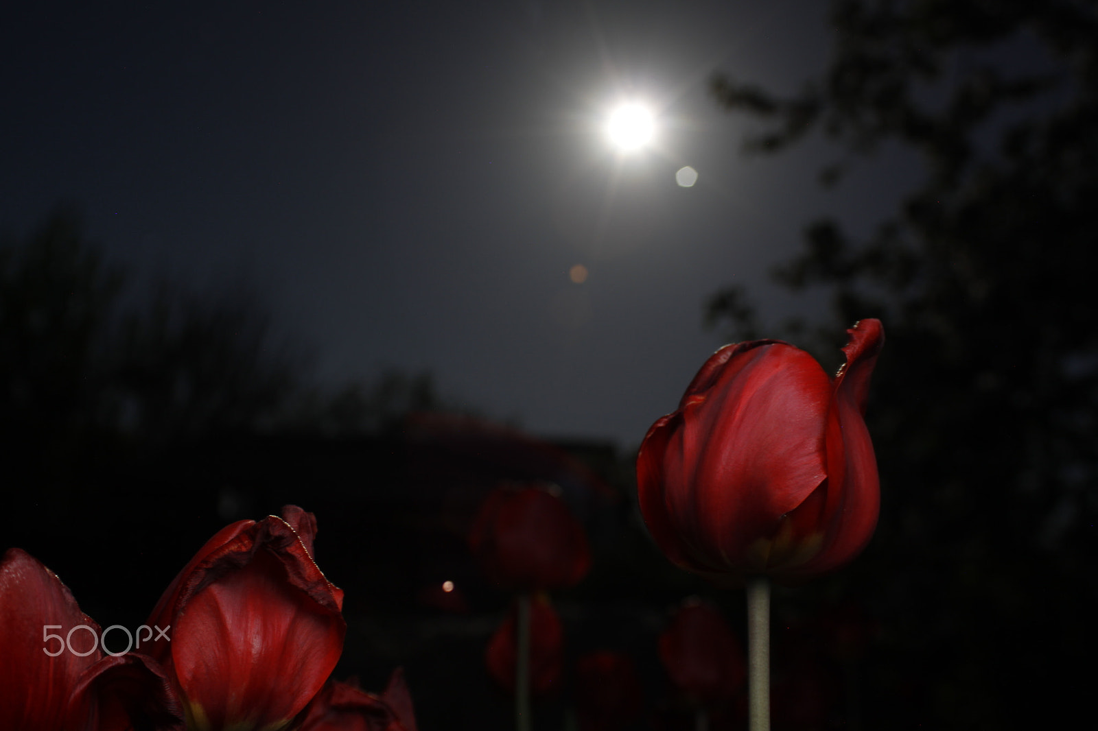 Canon EOS 50D + Canon EF 28-90mm f/4-5.6 sample photo. Tulips under the moon photography