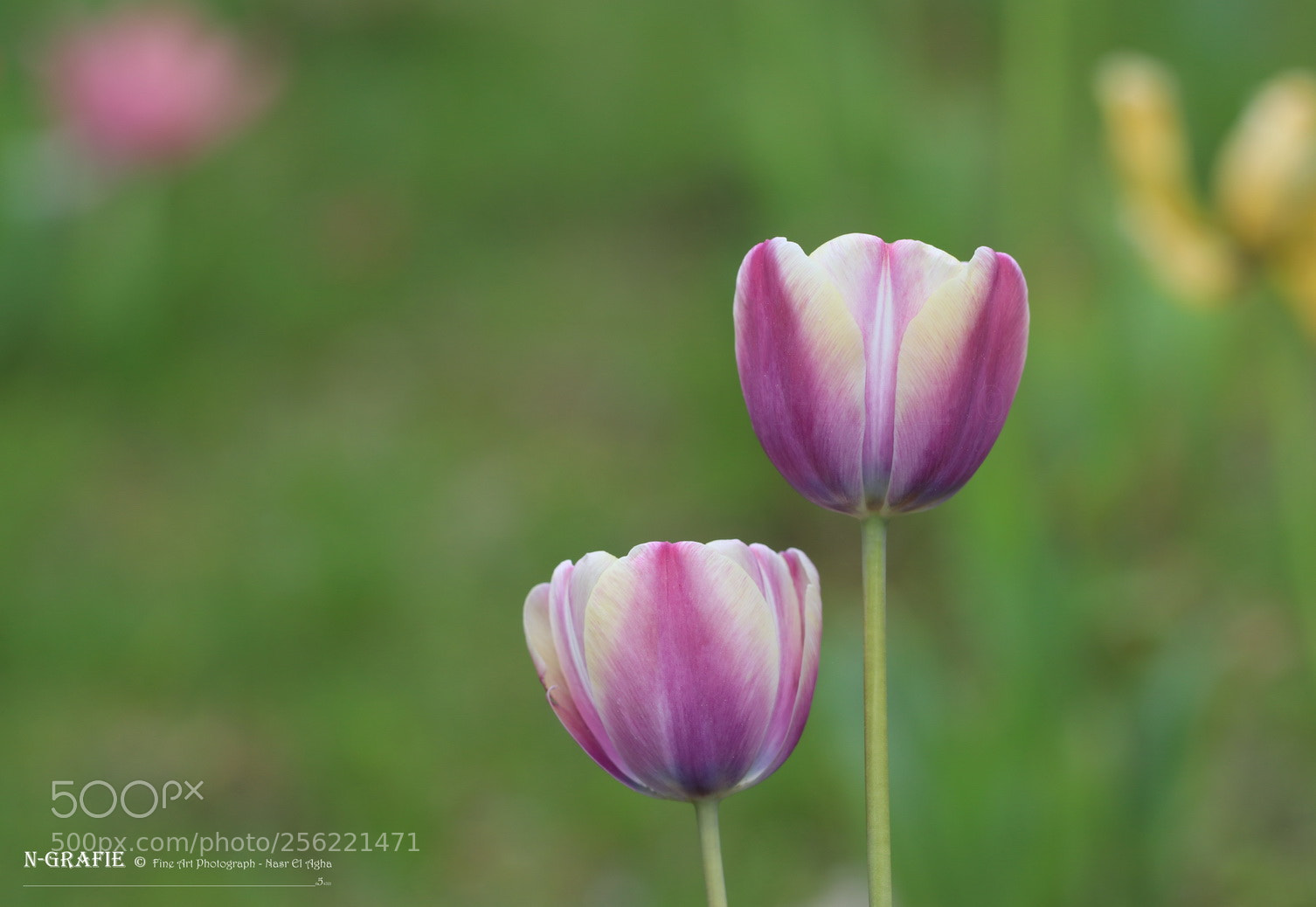 Canon EOS 80D sample photo. Tulip photography