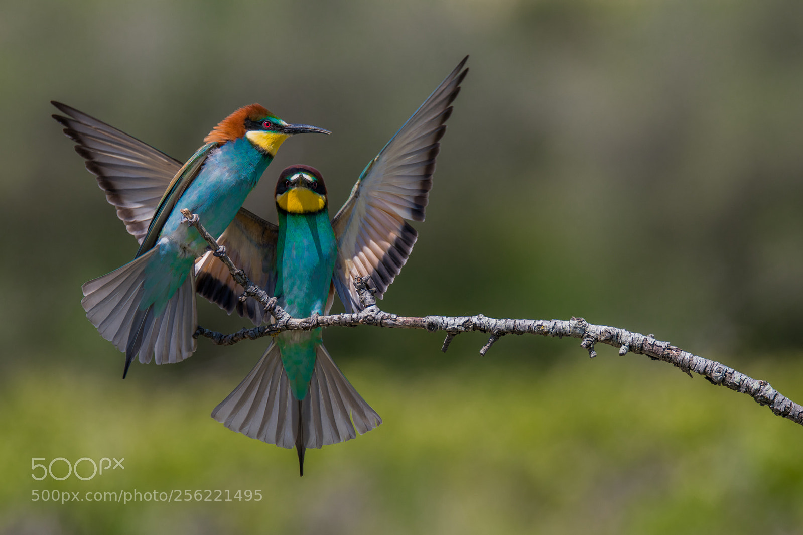 Nikon D500 sample photo. Couple of bee-eaters photography