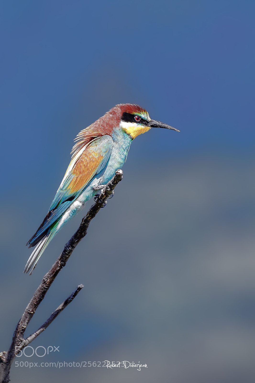 Nikon D5200 sample photo. European bee eater photography