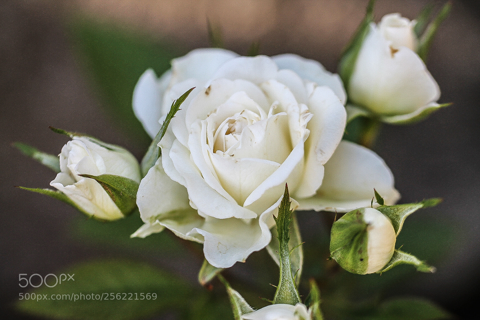 Canon EOS 1100D (EOS Rebel T3 / EOS Kiss X50) sample photo. Blooming white rose photography