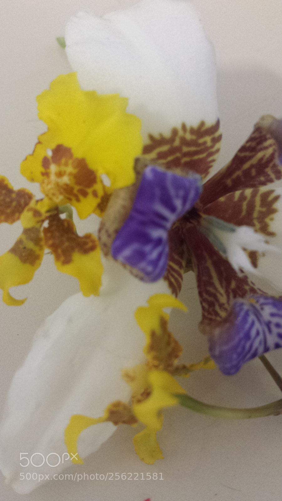 Samsung Galaxy S4 sample photo. Untitled photography