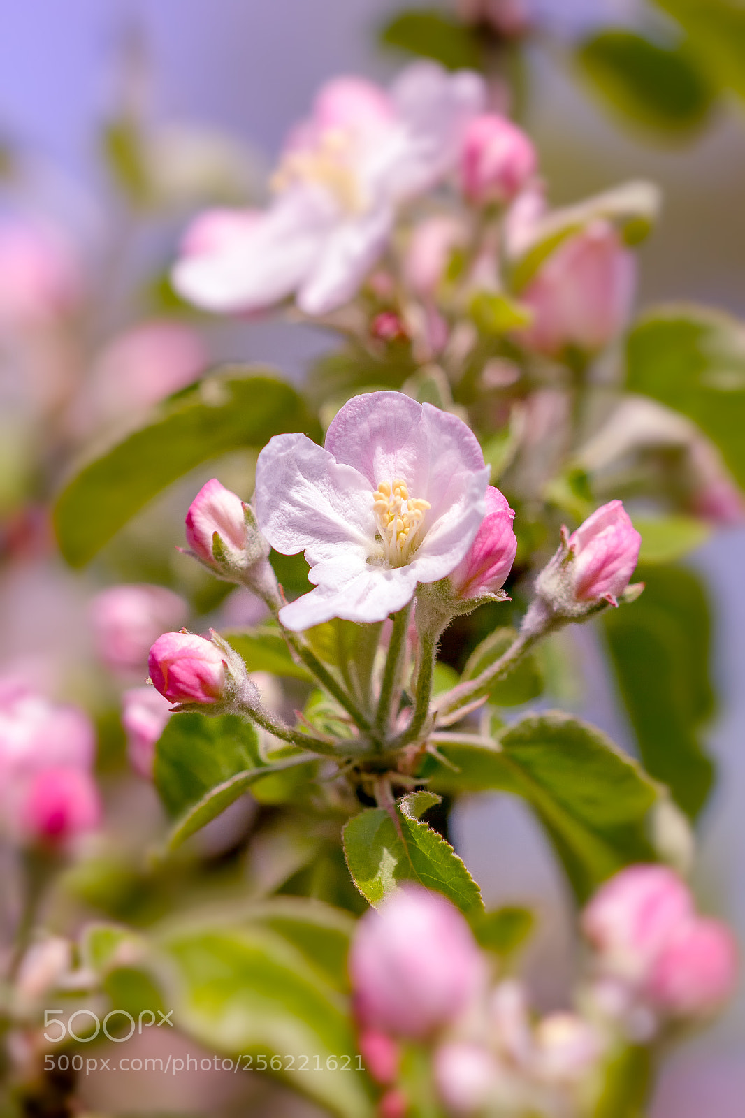 Canon EOS 60D sample photo. Apple-tree blossom photography